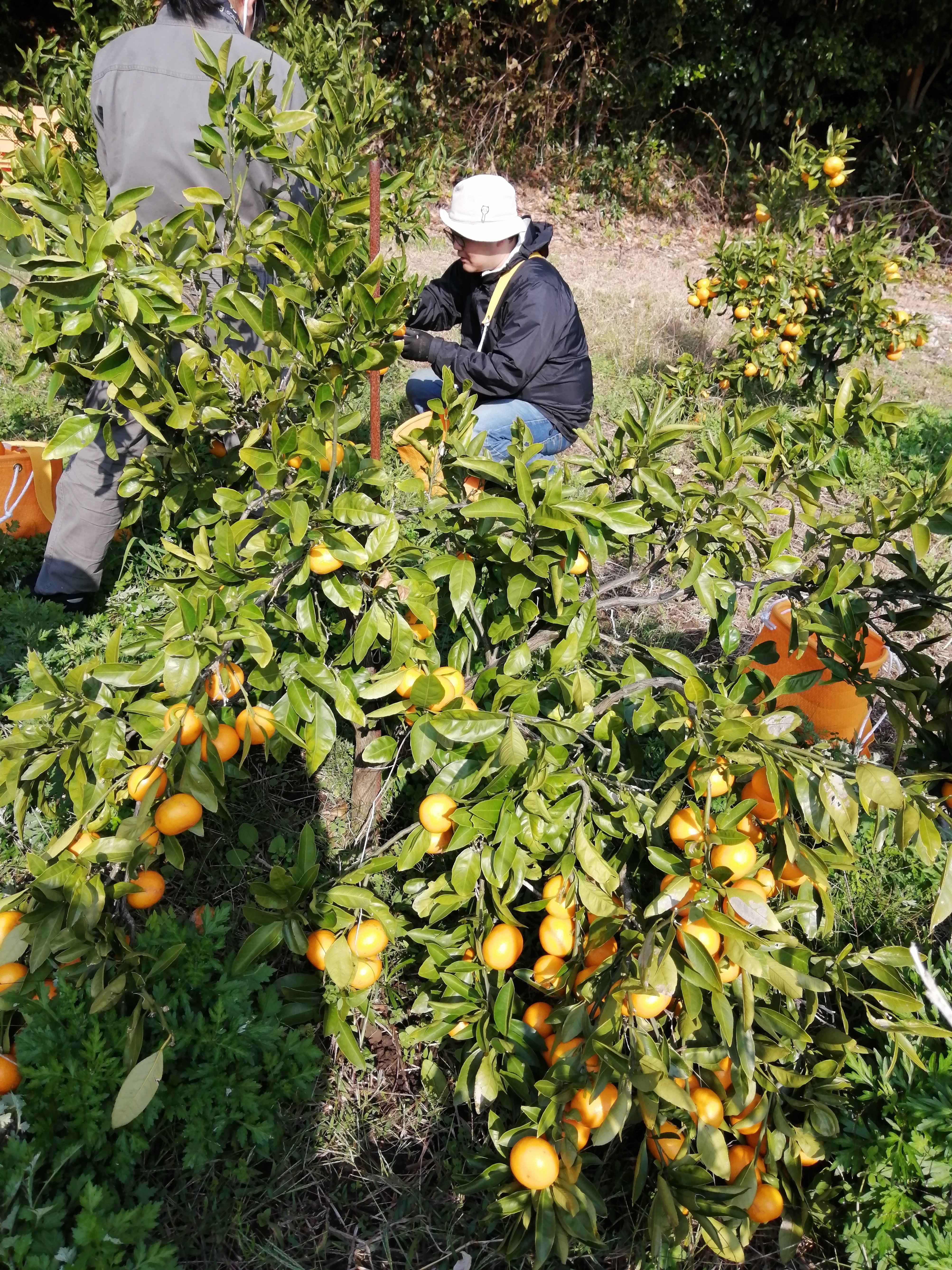 半官半Xの大山さんに密着！海士町特産「崎みかん」の現場支援レポート