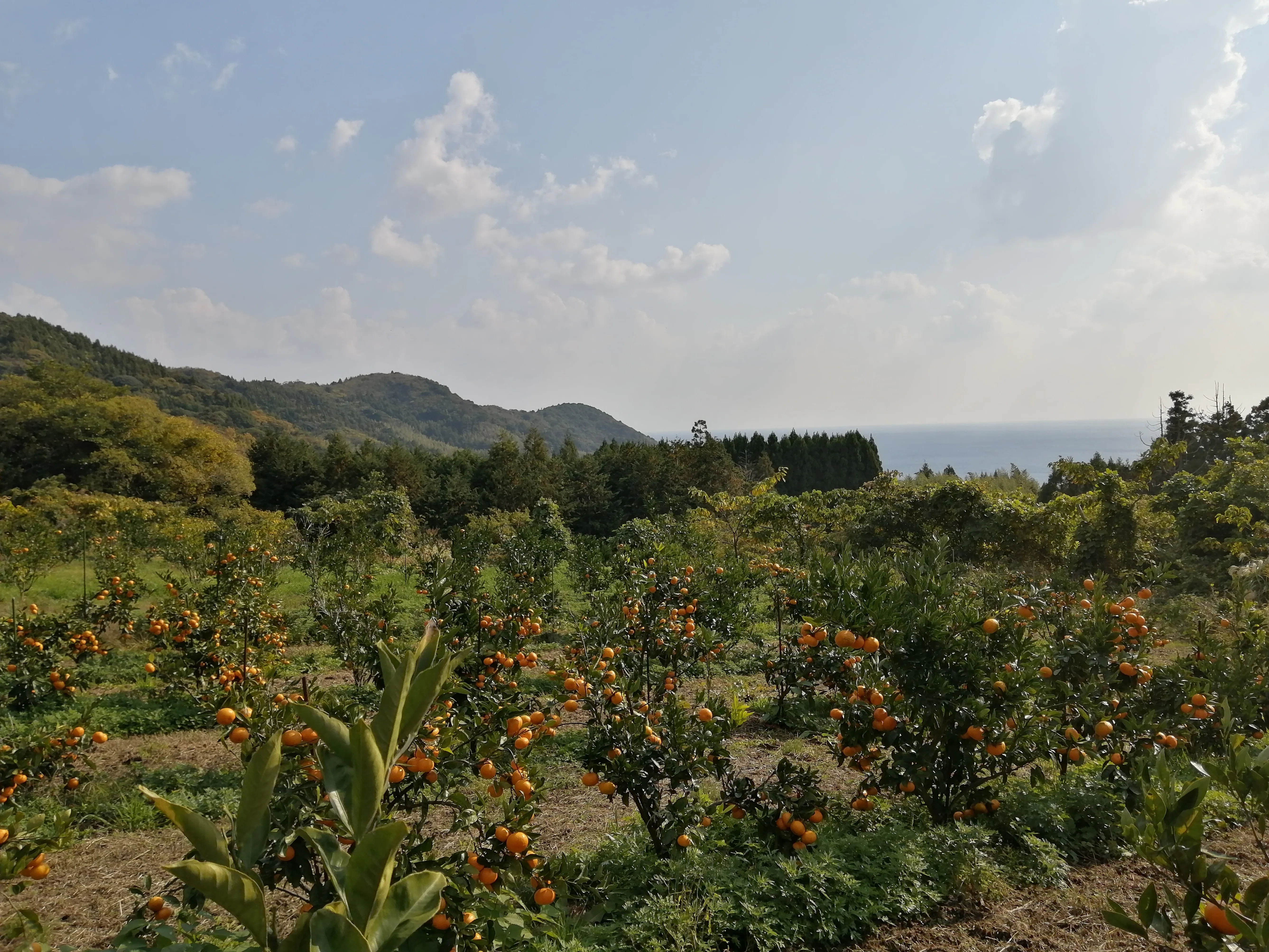 半官半Xの大山さんに密着！海士町特産「崎みかん」の現場支援レポート