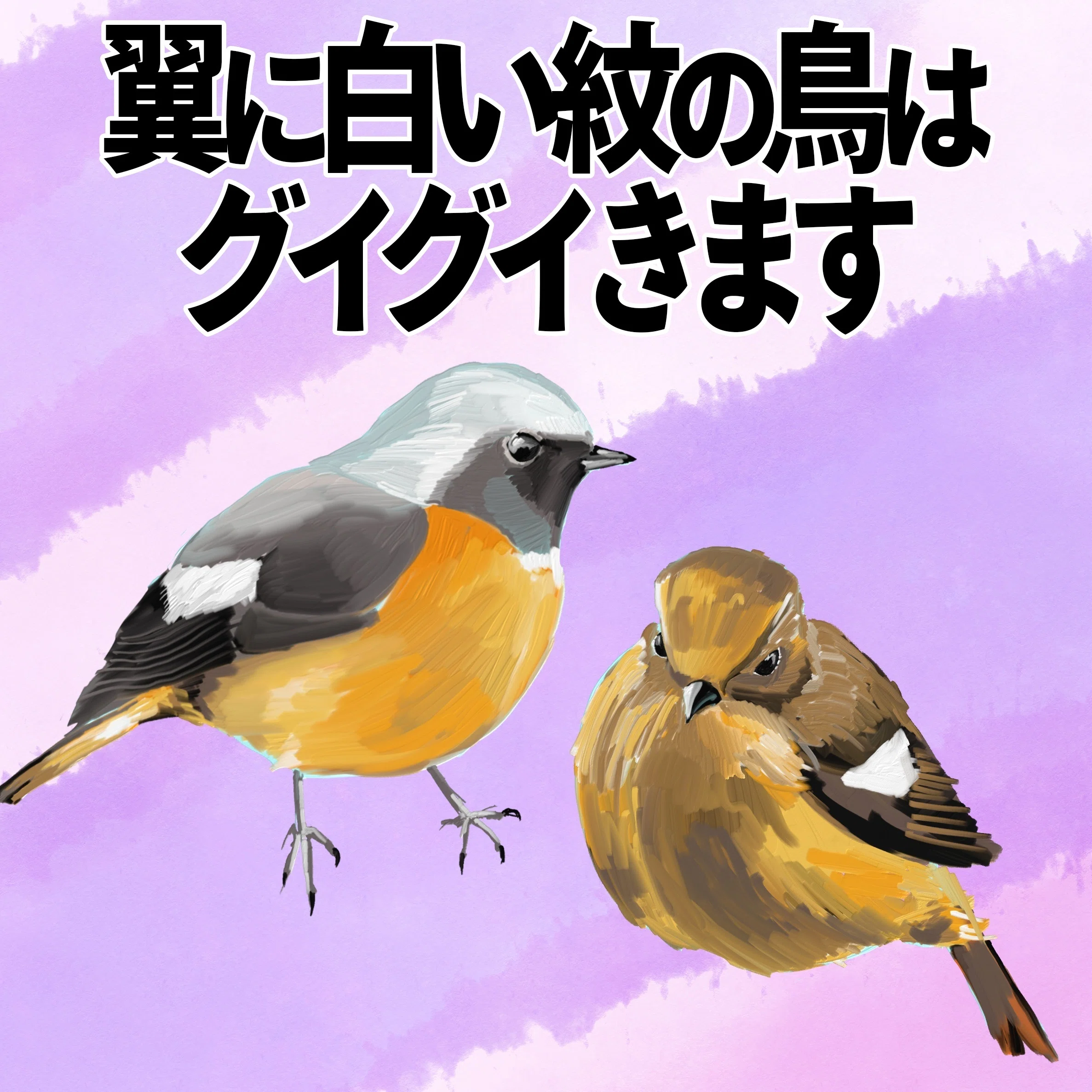 翼に白い紋の鳥はグイグイきます｜くますけ｜自然ガイド・クリエイター
