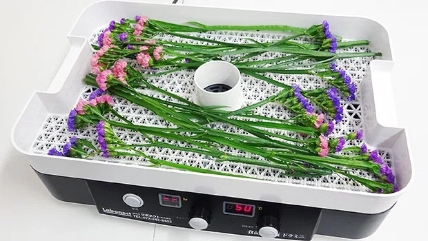 半日で作れる！】フードドライヤーでドライフラワーを作ってみた 