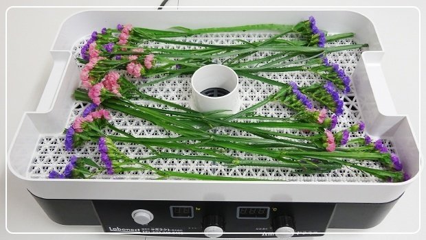ドライフラワー乾燥機 プログラムコントロール 6時間で完成！】フードドライヤーで時短できるかすみ草のドライ