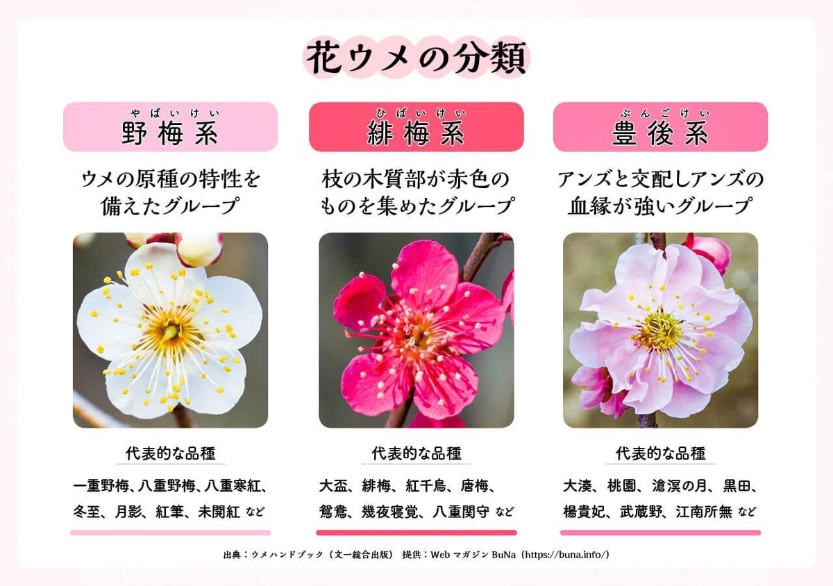 梅の種類と見分けかた ―専門家に聞く“花ウメ”の鑑賞法|ブンイチ(文一総合出版)