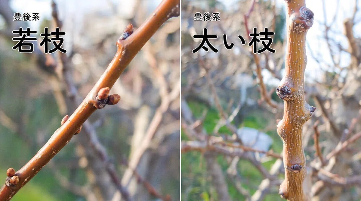 梅の種類と見分けかた ―専門家に聞く“花ウメ”の鑑賞法｜ブンイチ（文一総合出版）