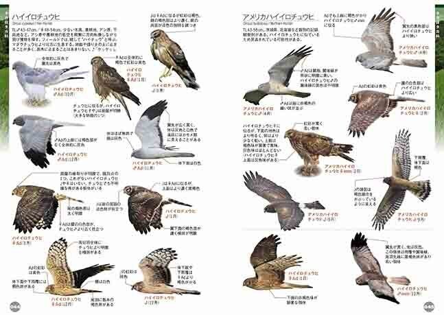 比べて識別！野鳥図鑑670第4版』はここが変わった！（第1回 