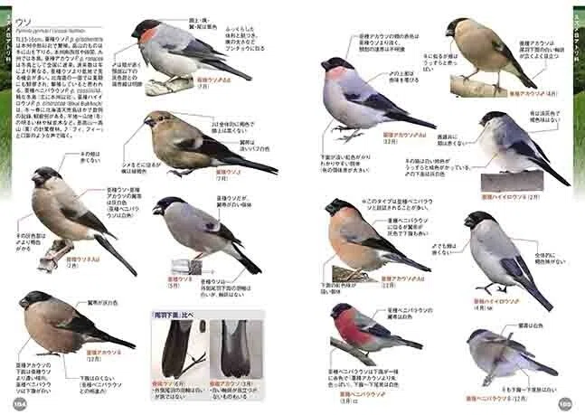 比べて識別！野鳥図鑑670第4版』図鑑写真の撮影裏話（第2回
