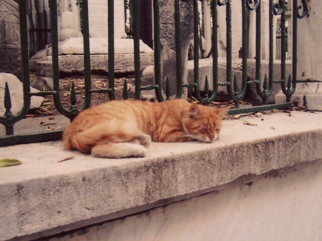 イスタンブールの街を実効支配する猫たち