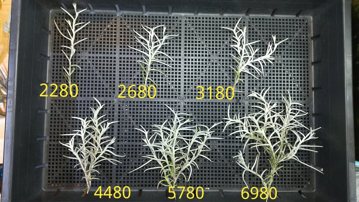 チランジア入荷リスト1/13｜NatureGarden?神田