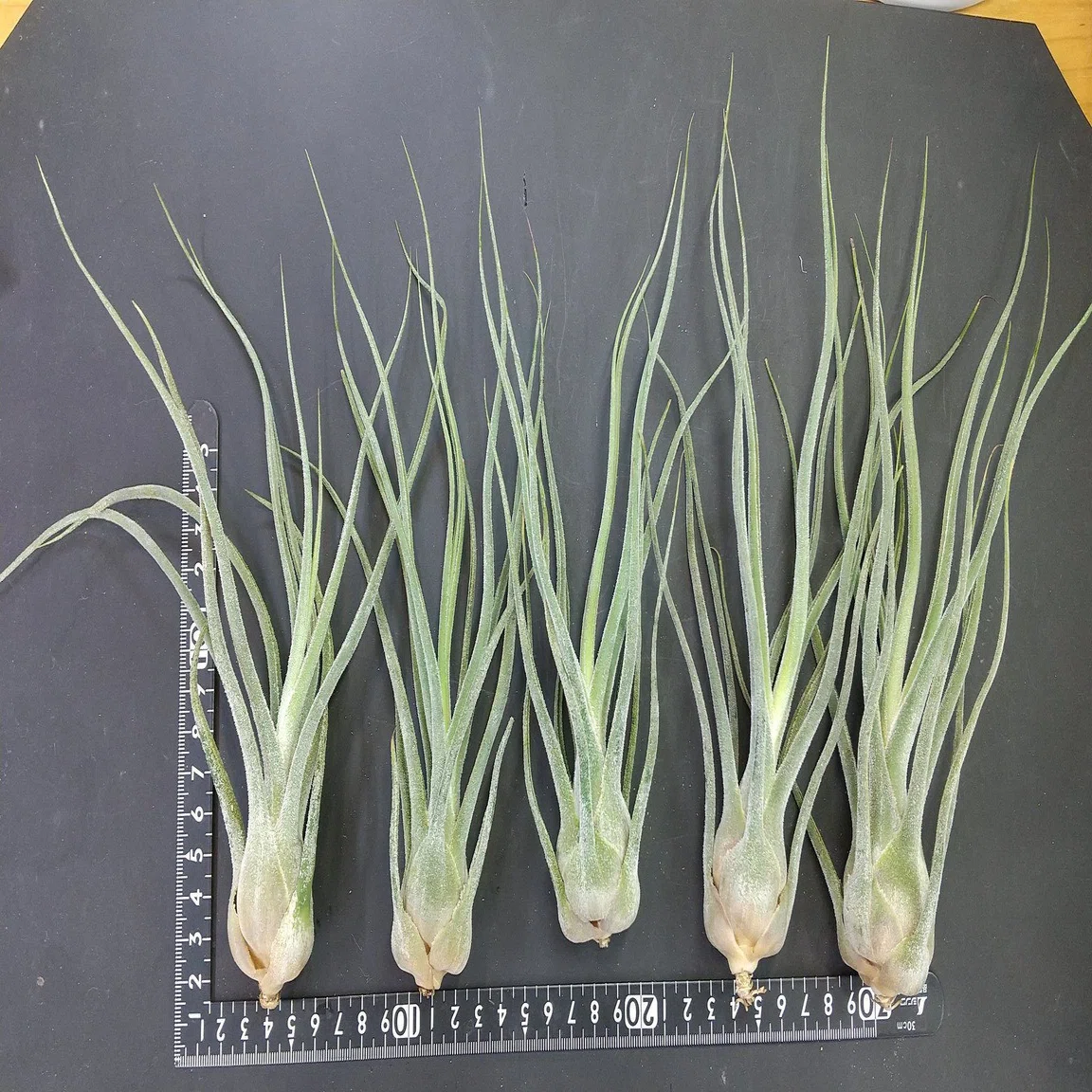 チランジア入荷リスト1/13｜NatureGarden?神田