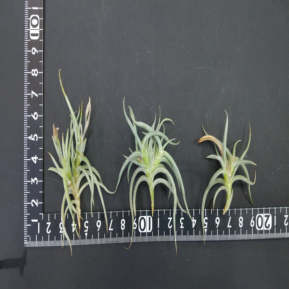 チランジア入荷リスト1/13｜NatureGarden?神田