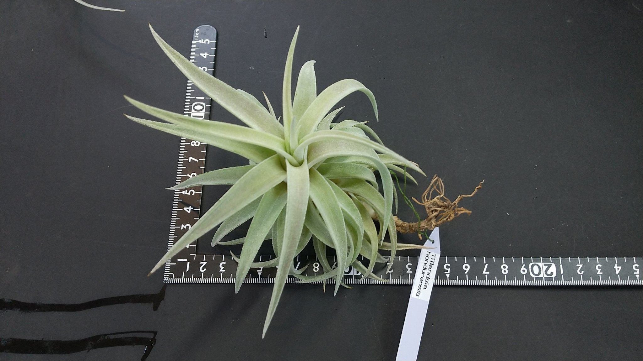 チランジア入荷リスト1/13|NatureGarden🌿神田 チランジア入荷リスト1/13|NatureGarden🌿神田