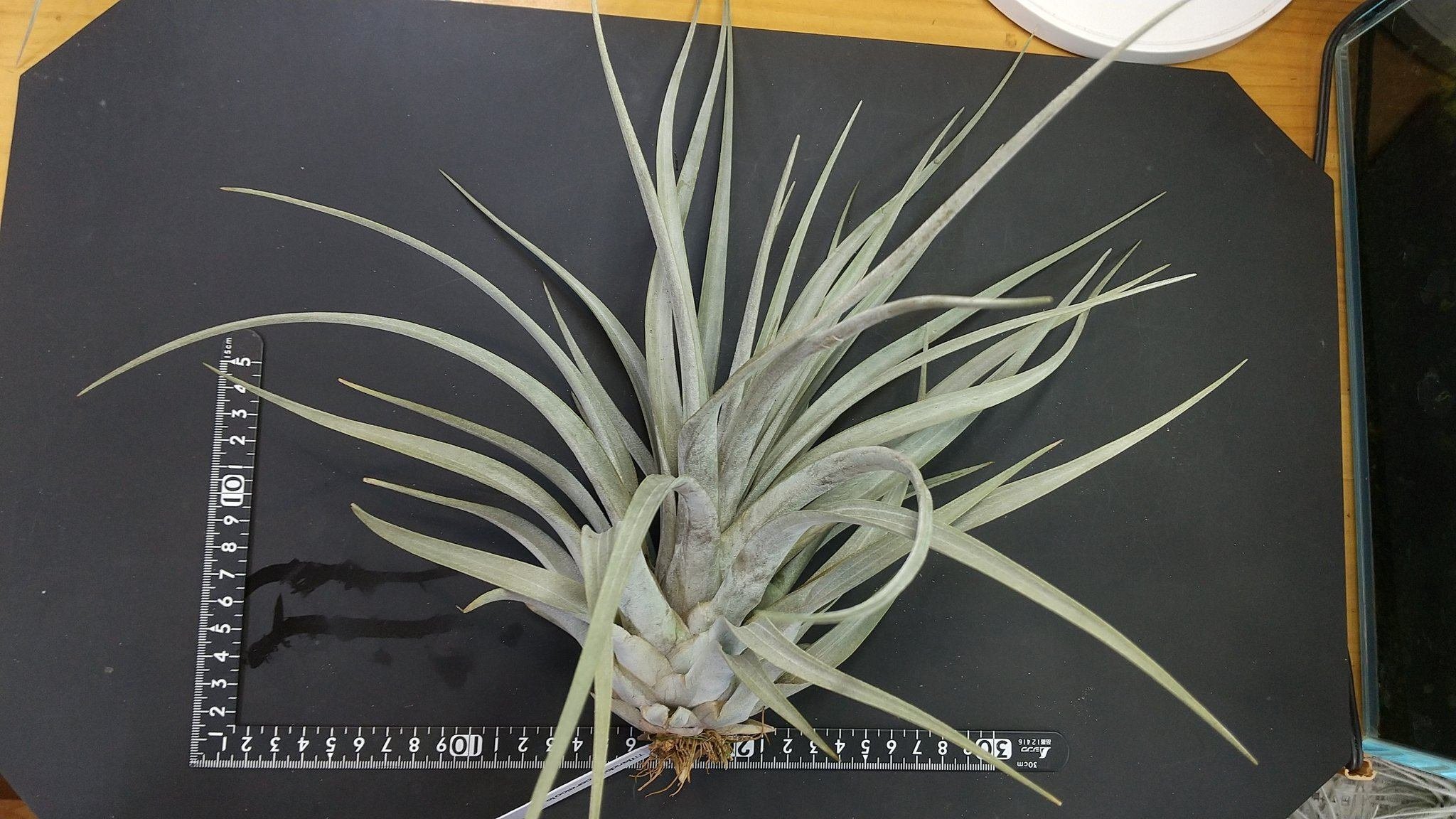 チランジア入荷リスト1/13|NatureGarden🌿神田 チランジア入荷リスト1/13|NatureGarden🌿神田