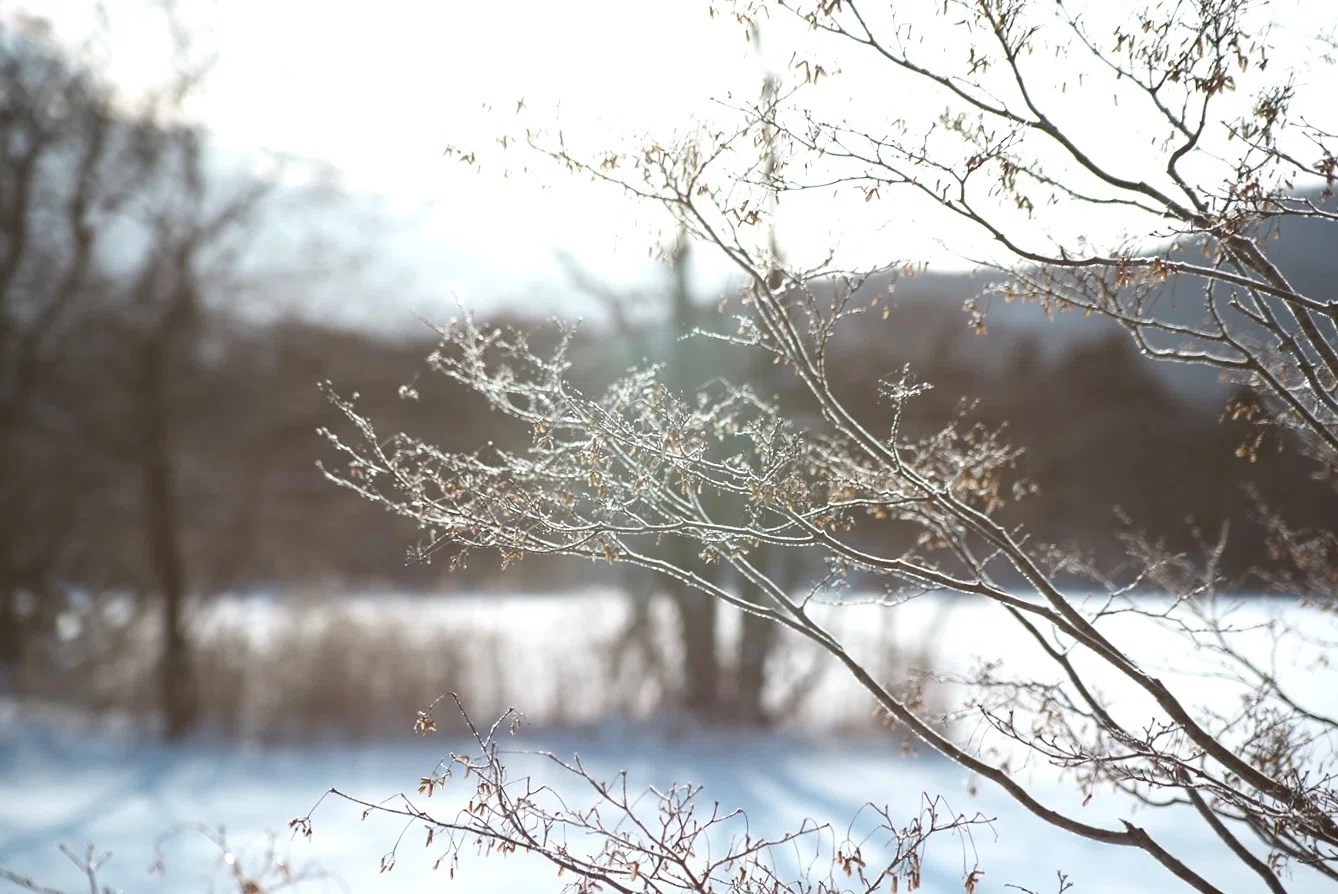 早春　（大） 雪景色　残り1つ　美品 雪と草木が織りなす真冬の自然美。早春賦にのせて｜hikari to oto