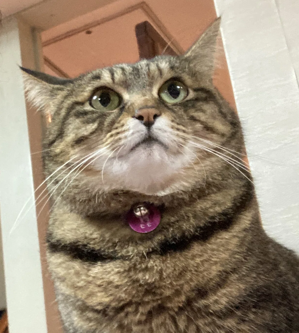 猫三昧｜猫太郎