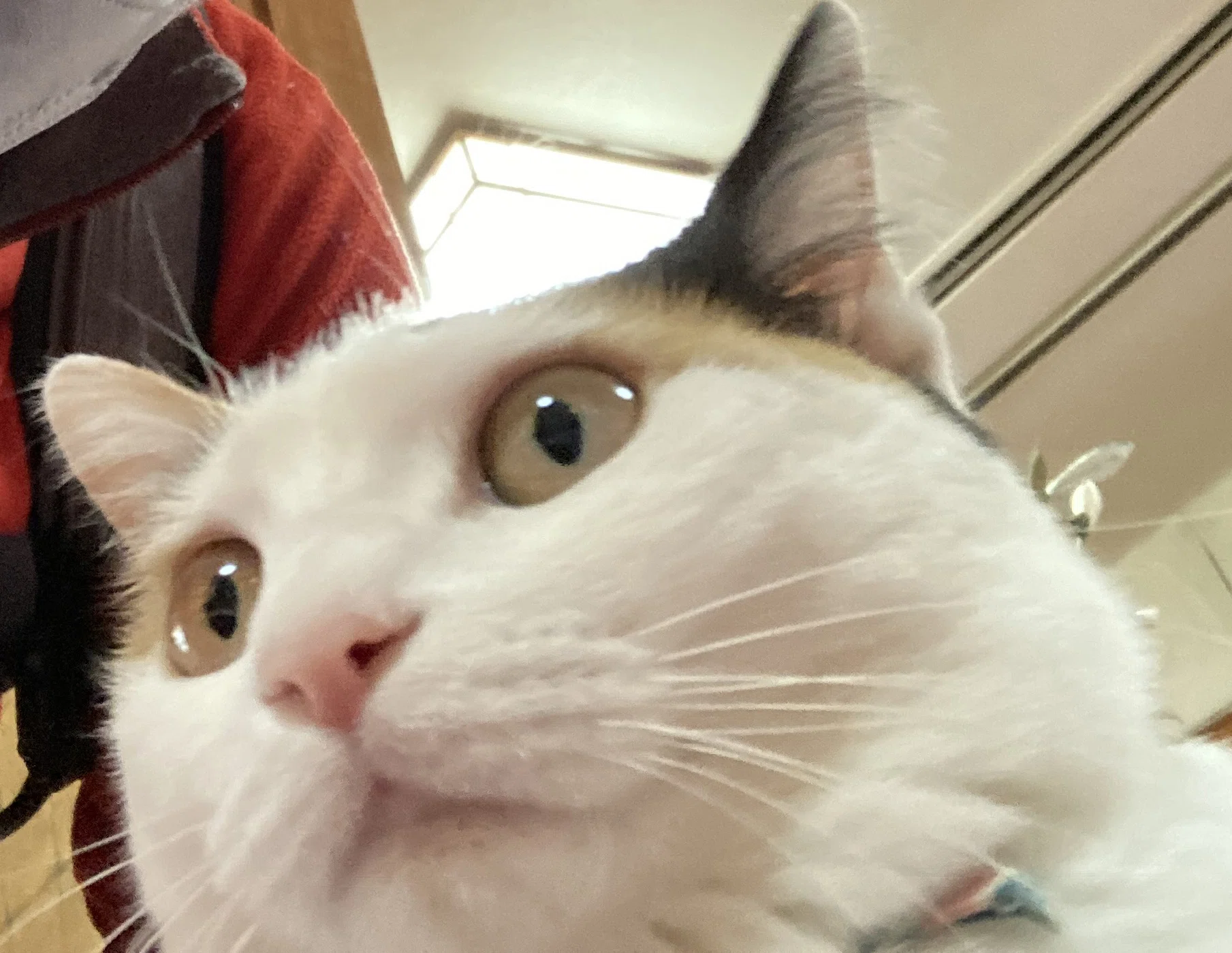 猫三昧｜猫太郎
