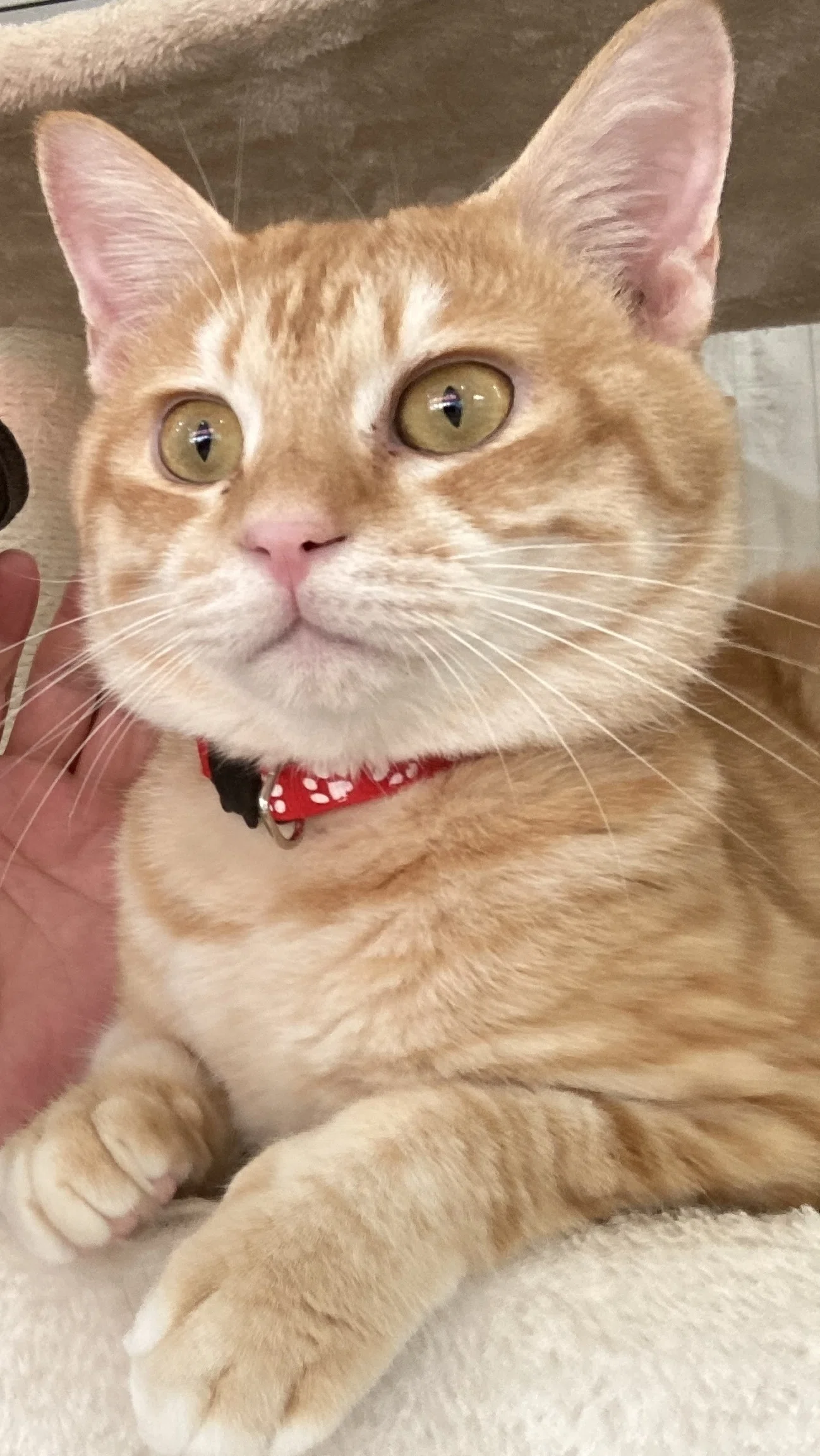 猫三昧｜猫太郎