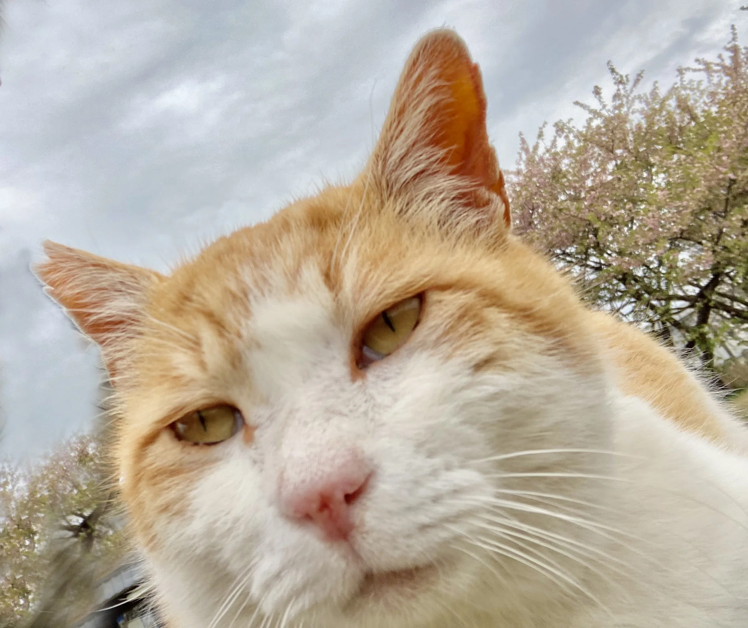 猫三昧｜猫太郎