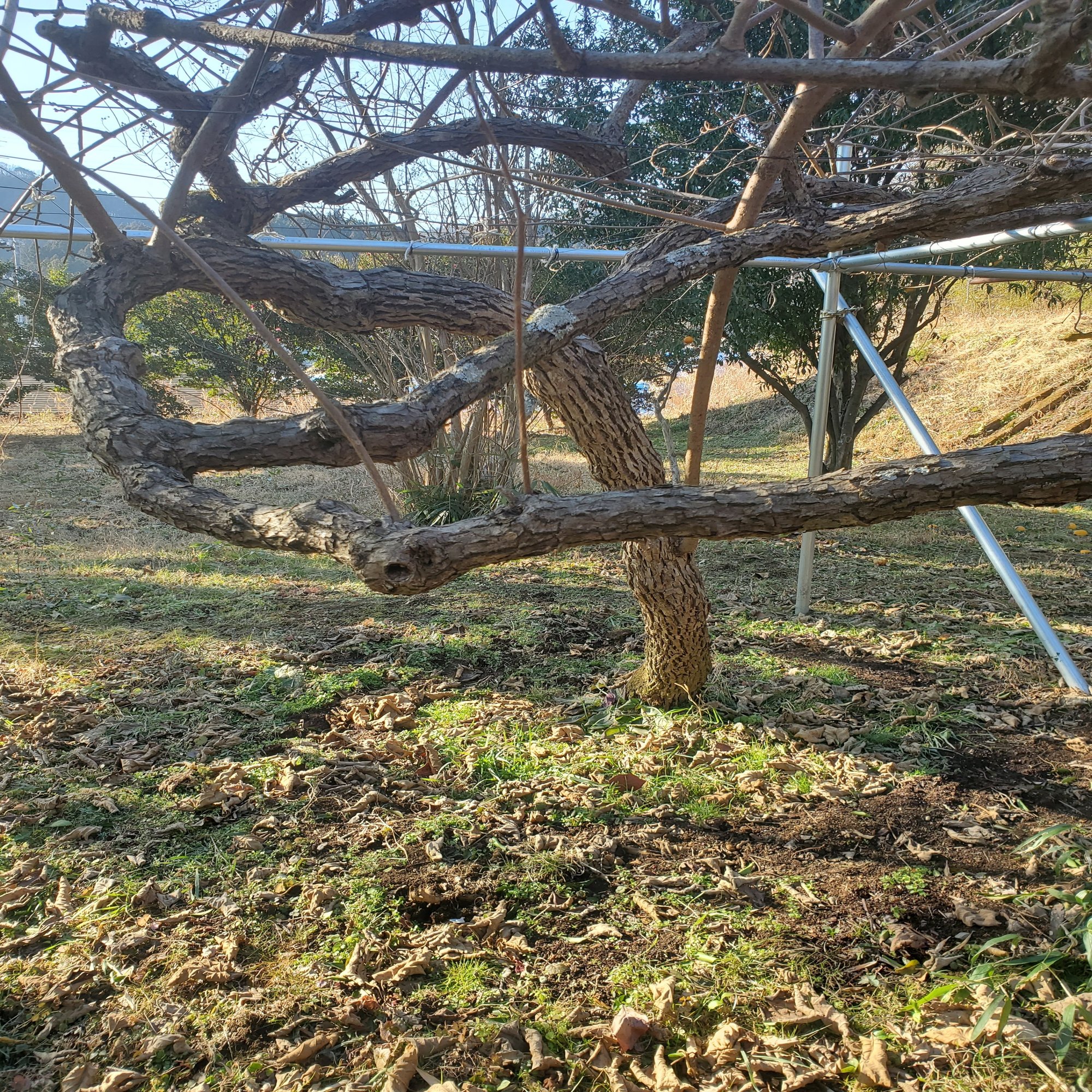 キウイの剪定 佐藤亜紀 大熊町 Fukushima Note