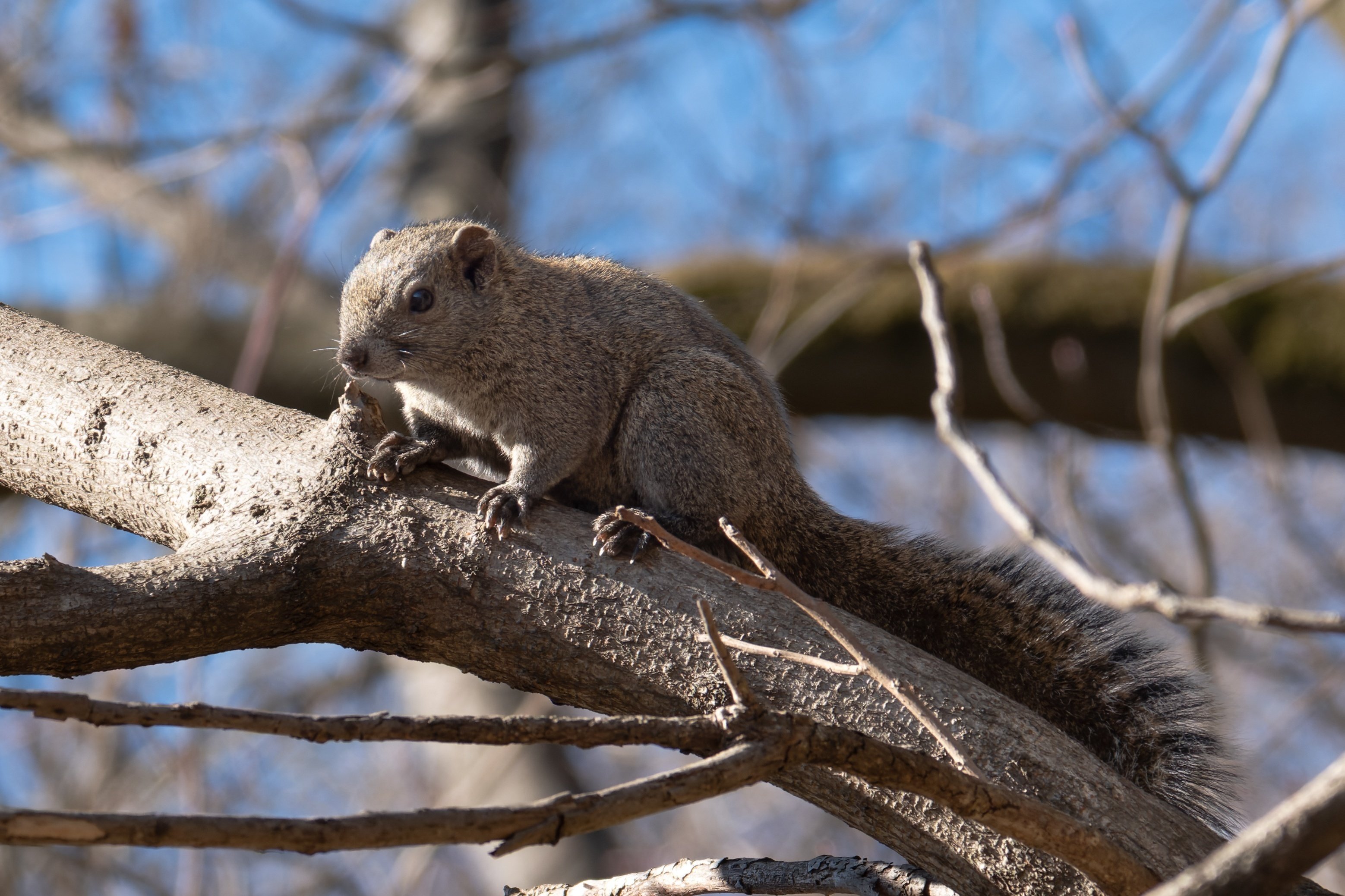 819 タイワンリス多すぎ｜RURI