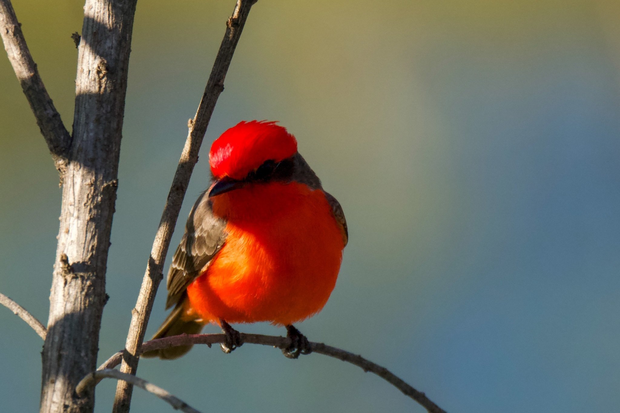今日の気になる鳥 Vermilion Flycatcher｜Sakura