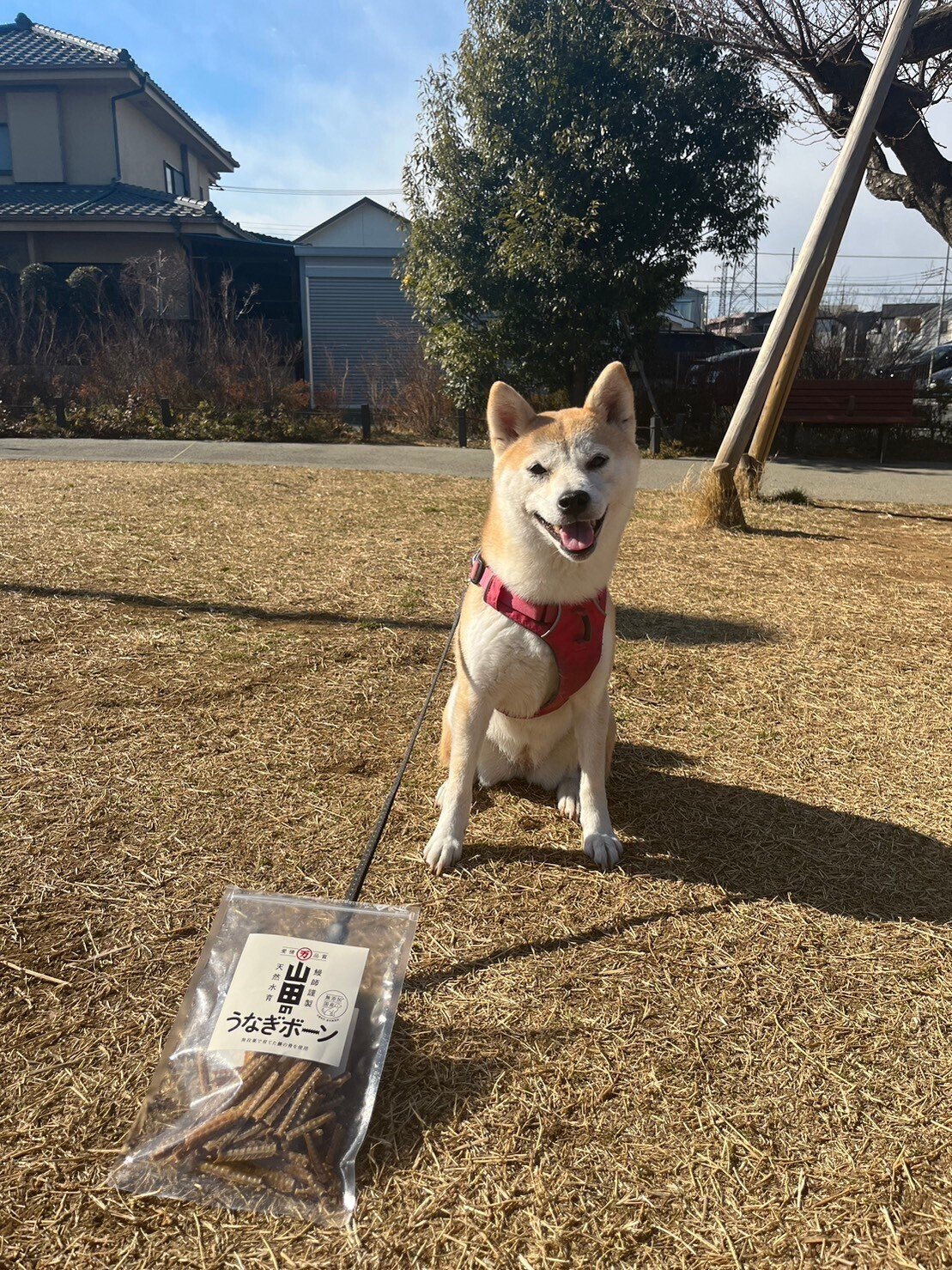 【うなぎ犬】 09088286cde14089b6cc1d738c4541