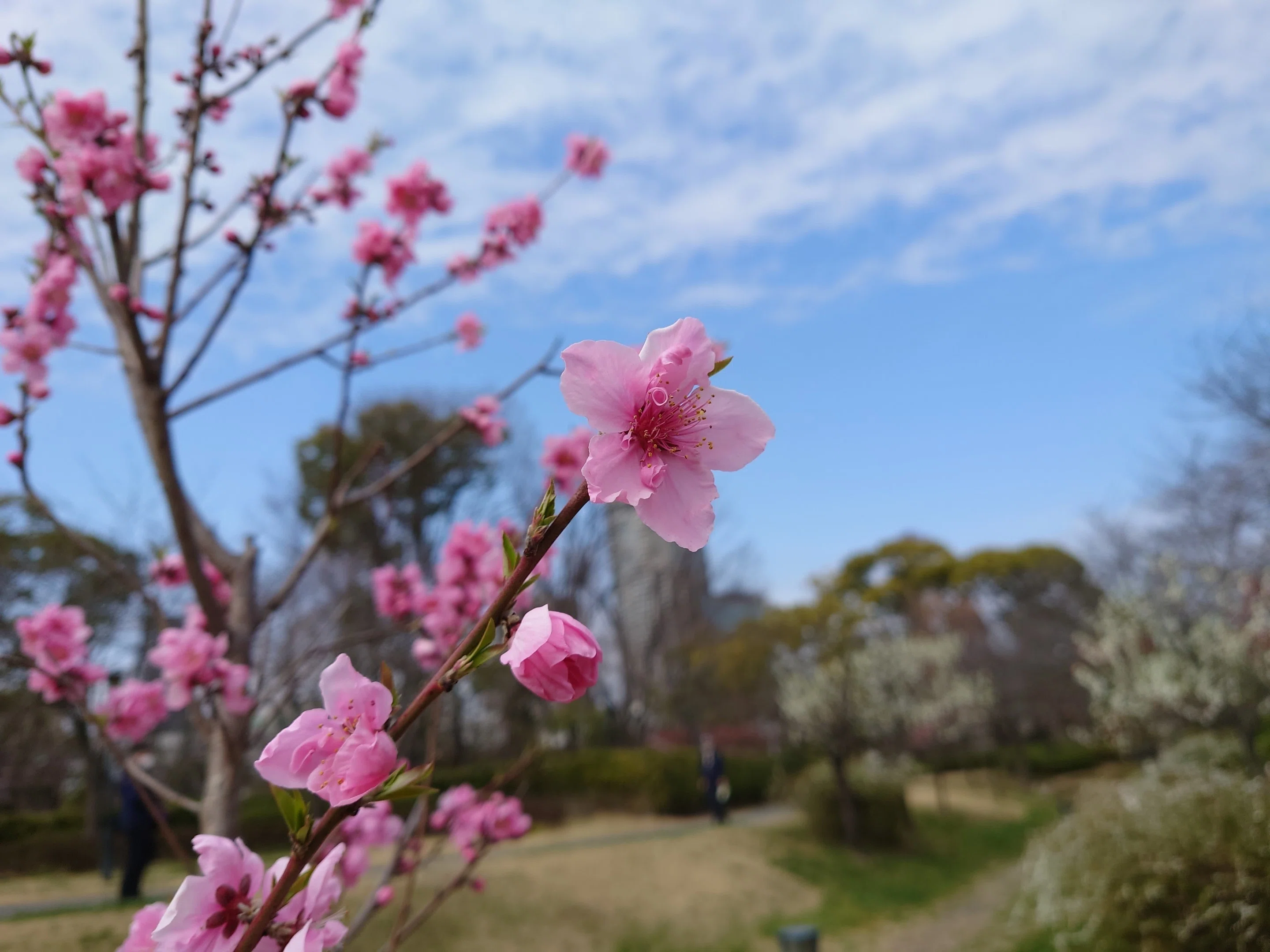 Fujita-tei Ruins Park March 7 and 31, 2021 [Plum, Flowering Peach