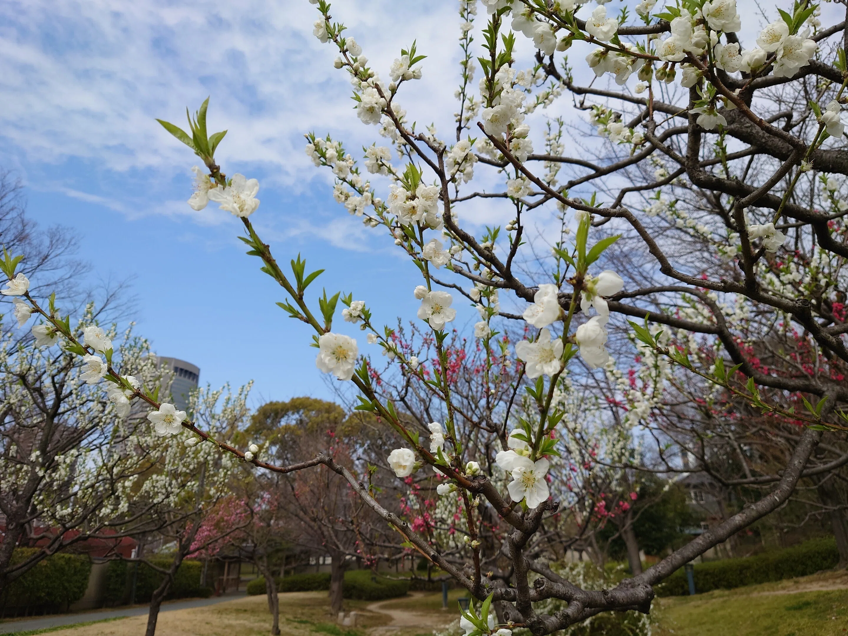 Fujita-tei Ruins Park March 7 and 31, 2021 [Plum, Flowering Peach