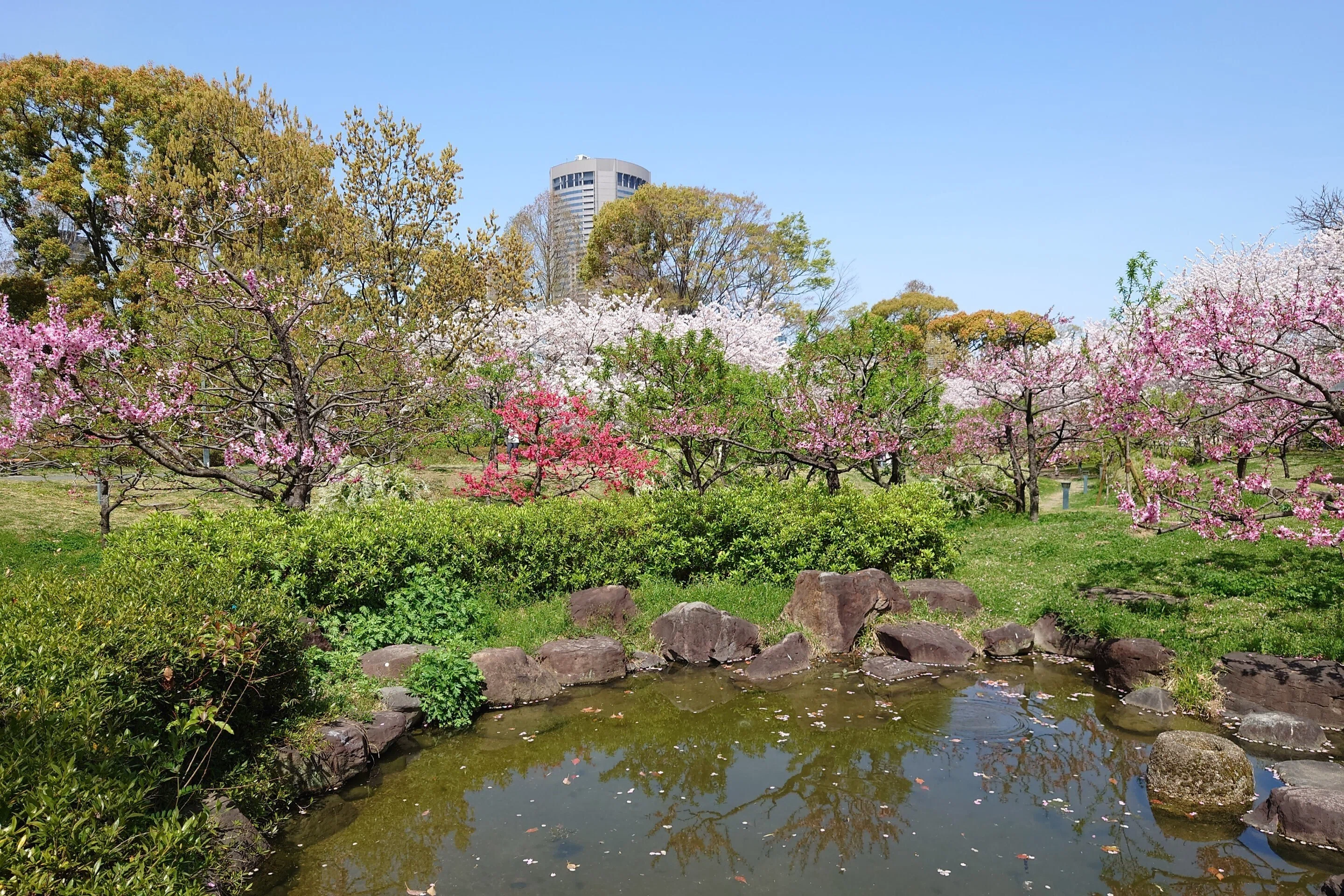 Fujita-tei Ruins Park March 7 and 31, 2021 [Plum, Flowering Peach