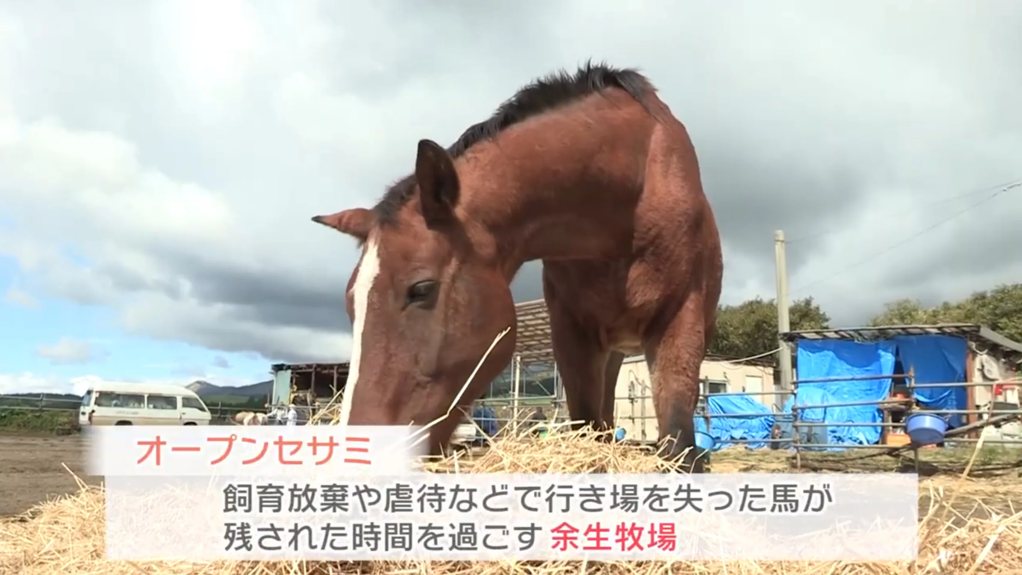 盗まれた馬 オープンセサミ」のミスリードに乗せられるマスコミ｜Yu-Ji