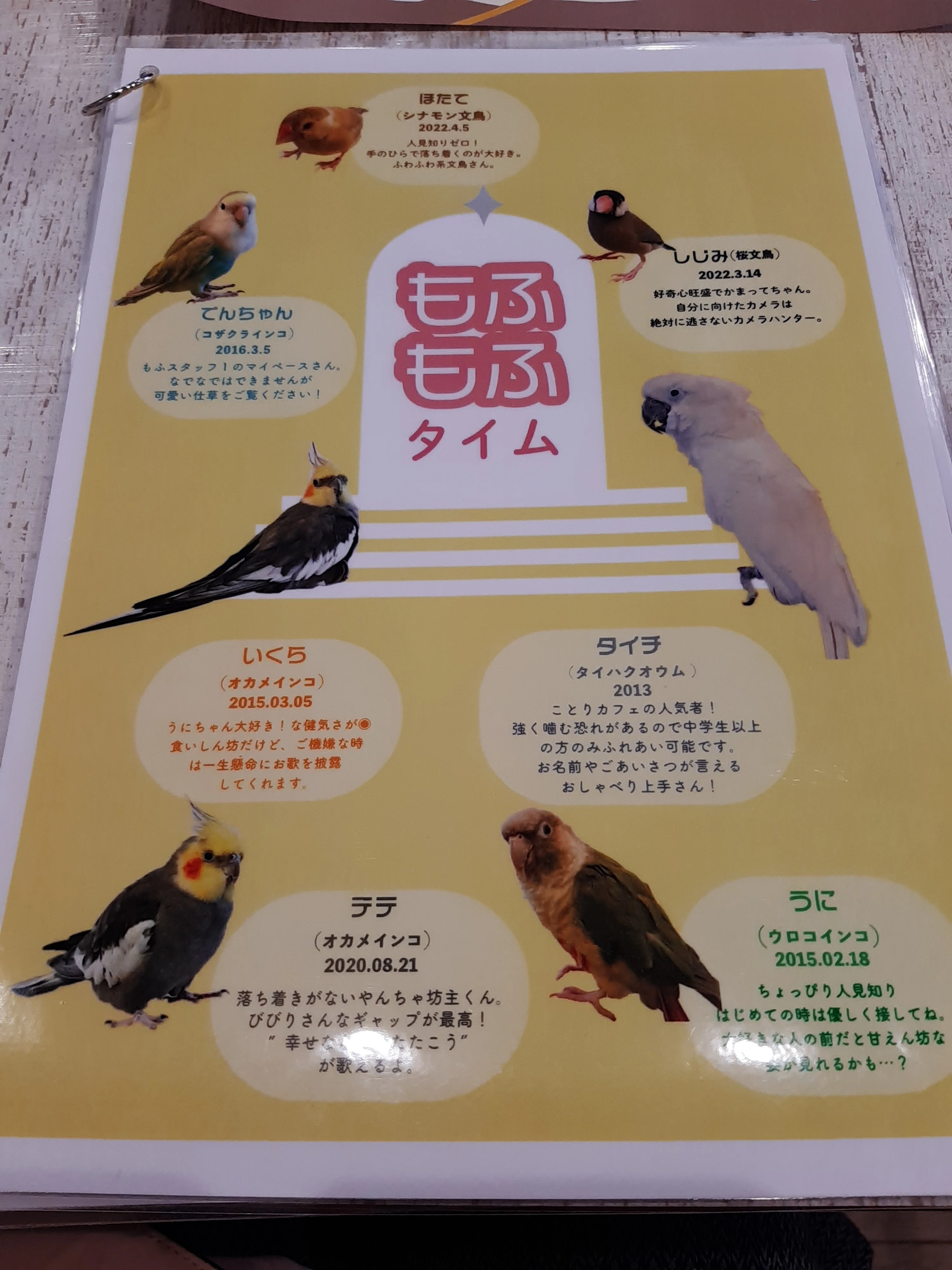 ことり推し活①～ことりカフェ上野編～｜穂積 歩夜