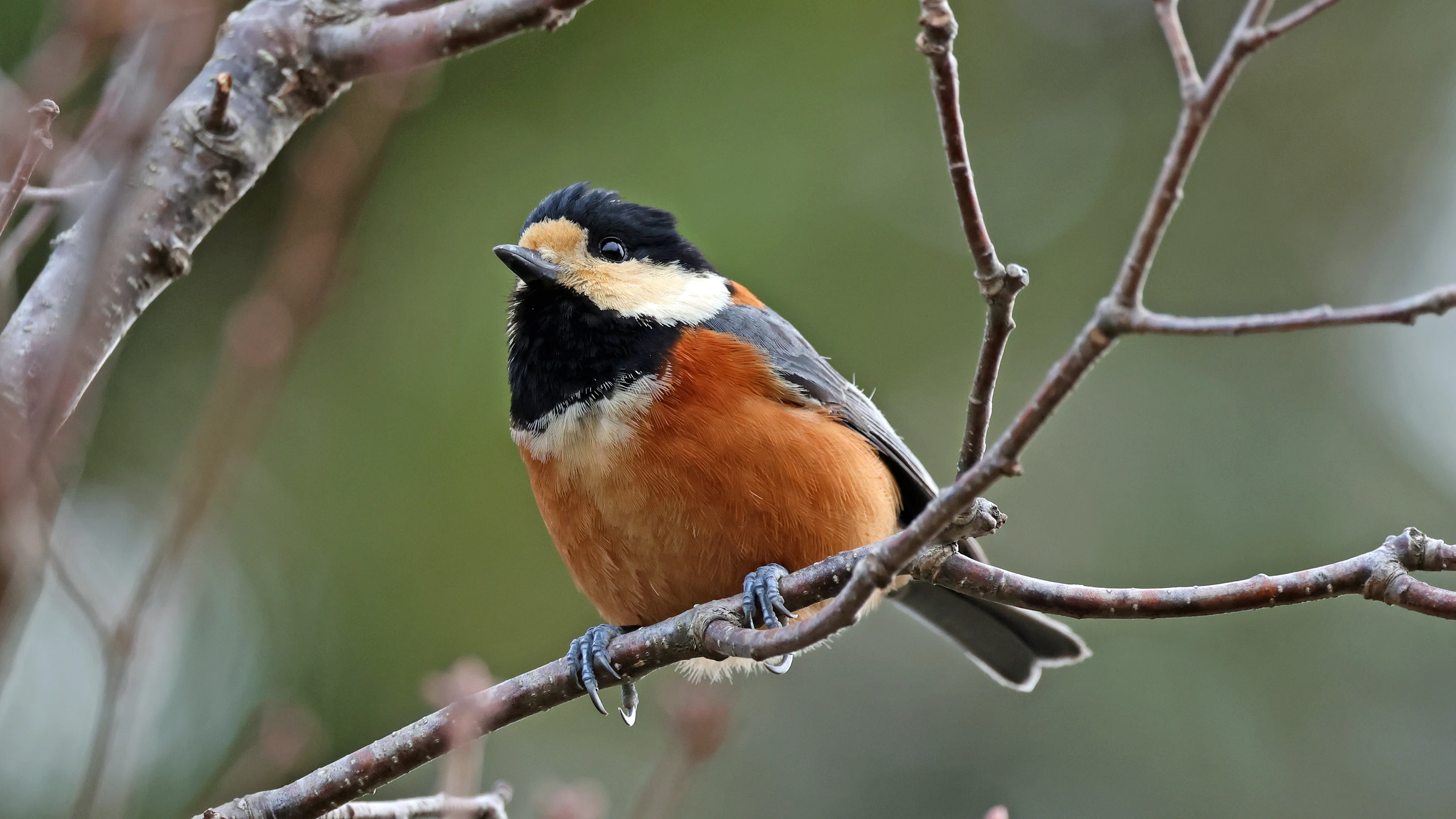 【野鳥写真】ヤマガラ 早春の朝、つぶやくようなさえずり｜神戸の野鳥note@きたの みつよし
