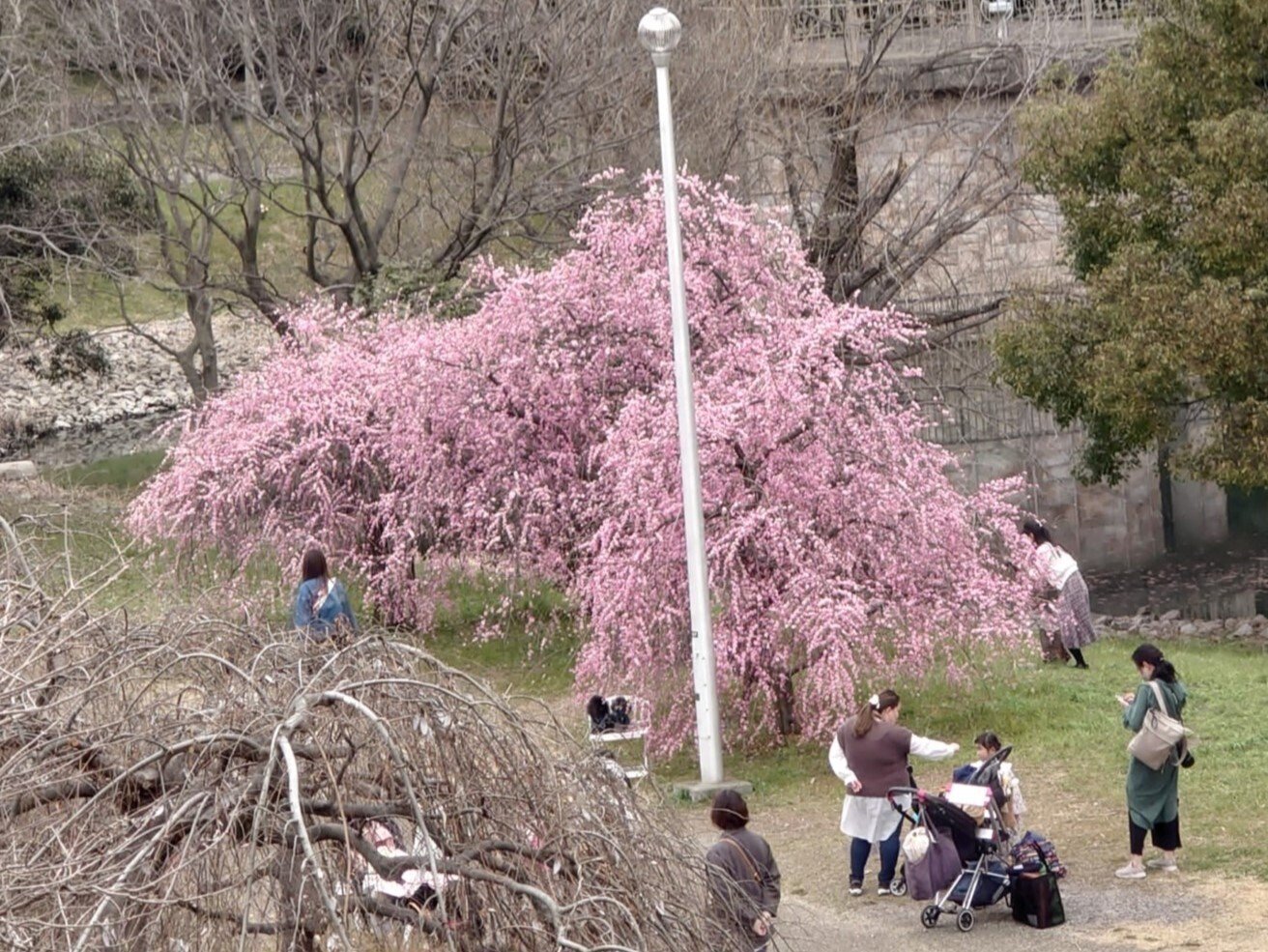 山田池公園で開花した「呉服（くれは）枝垂れ梅」の様子です。, 47% OFF