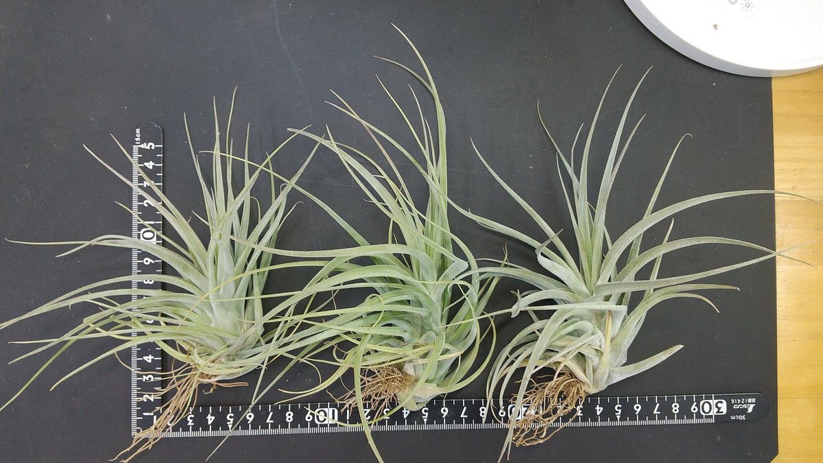 チランジア入荷リスト1/28｜NatureGarden🌿神田 