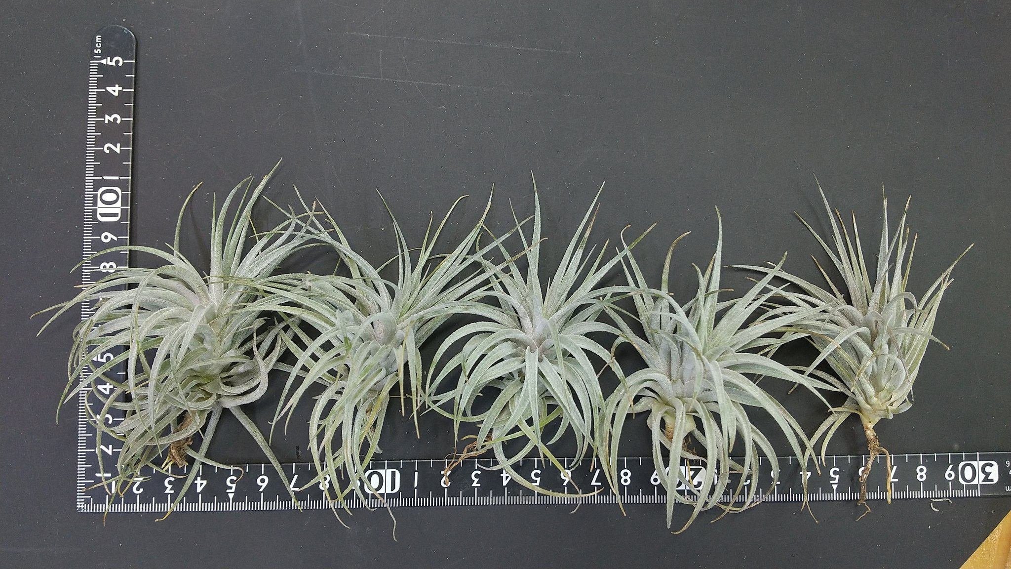 チランジア入荷リスト1/28|NatureGarden🌿神田 チランジア入荷リスト1/28|NatureGarden🌿神田