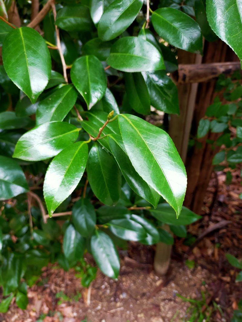 【剪定】単葉と複葉について｜用務レンジャー