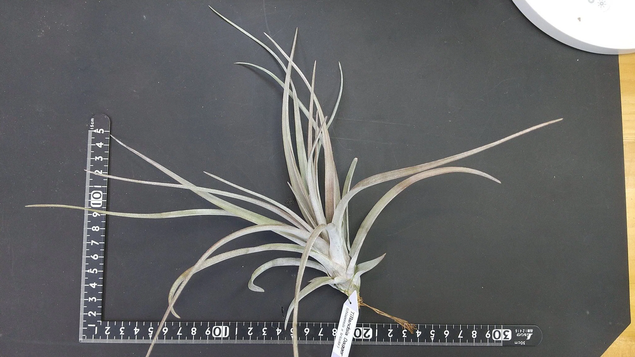チランジア入荷リスト1/28｜NatureGarden🌿神田