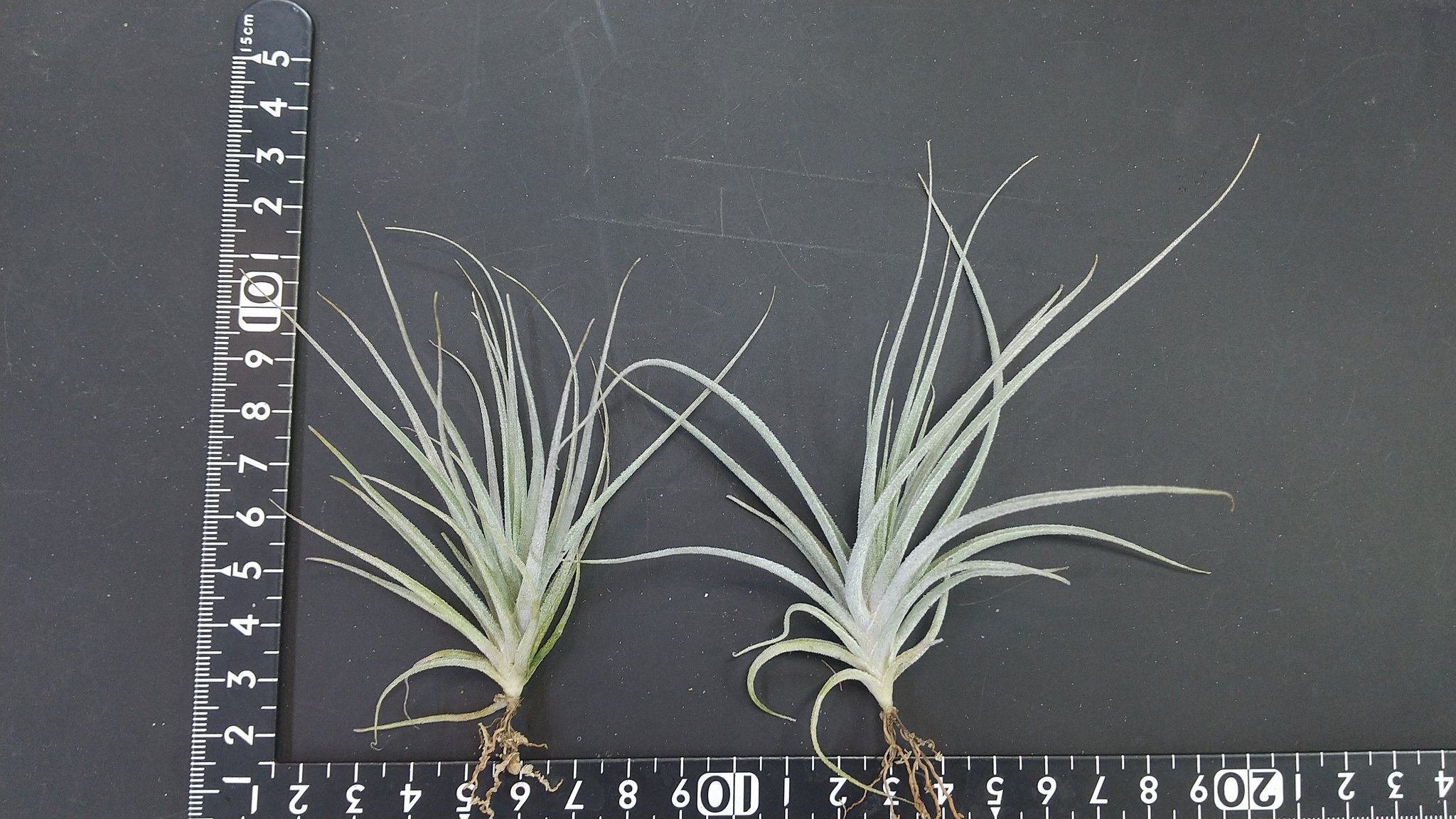 チランジア入荷リスト1/28|NatureGarden🌿神田 チランジア入荷リスト1/28|NatureGarden🌿神田