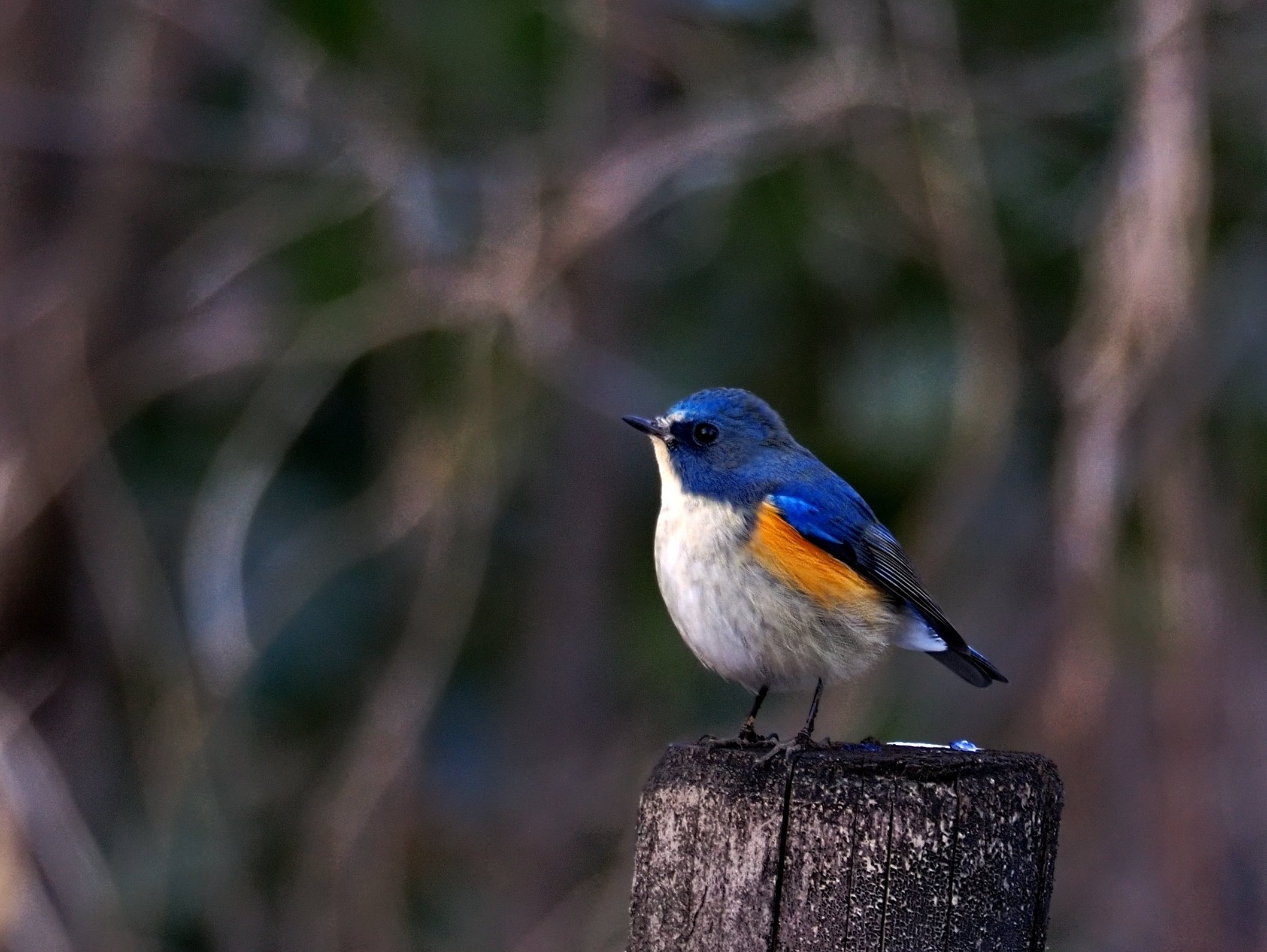 ＥＤ75-300mmf4.8-6.7Ⅱ 基本情報｜M.ZUIKO DIGITAL ED 75-300mm F4.8-6.7 II｜M.ZUIKO