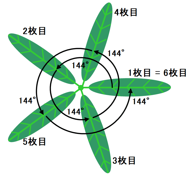 植物の葉序フィボナッチの件、自力で証明してみた｜hydraenids