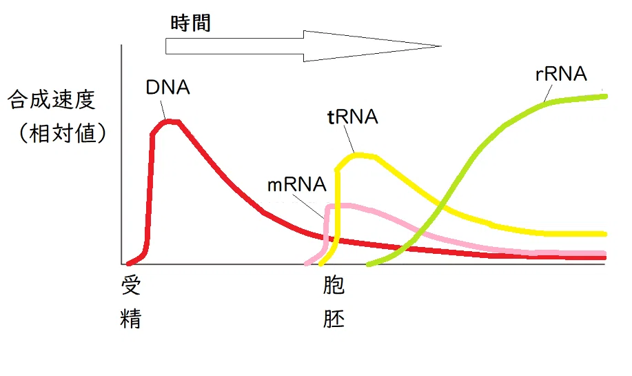 【高校生物】発生②「カエルの発生はどのように起こるのか？」｜矢口はっぴー
