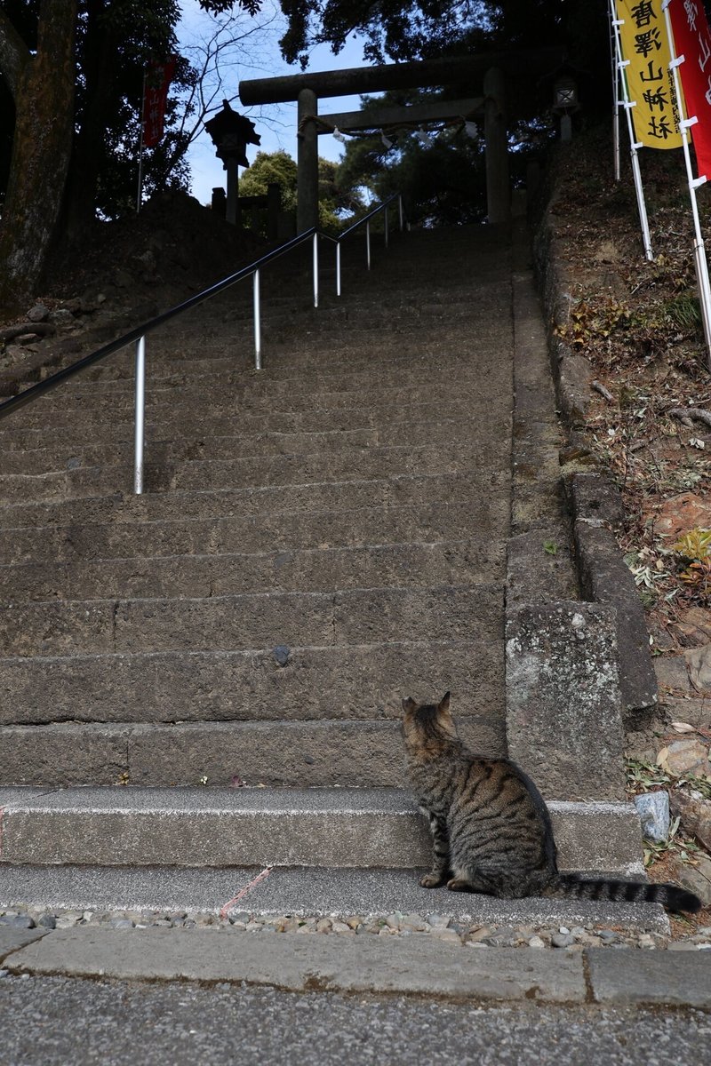 唐澤山神社　猫　鳥居　階段
