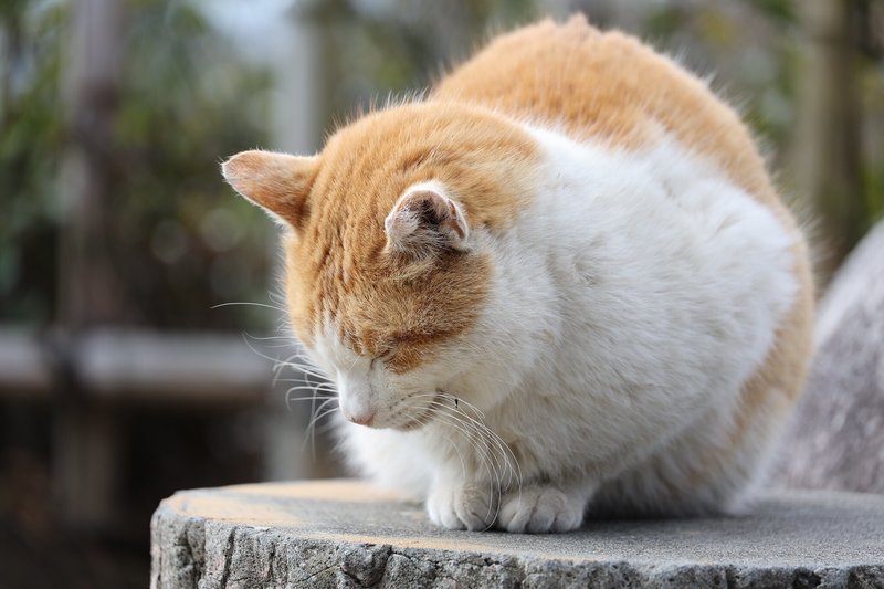 唐澤山神社　猫