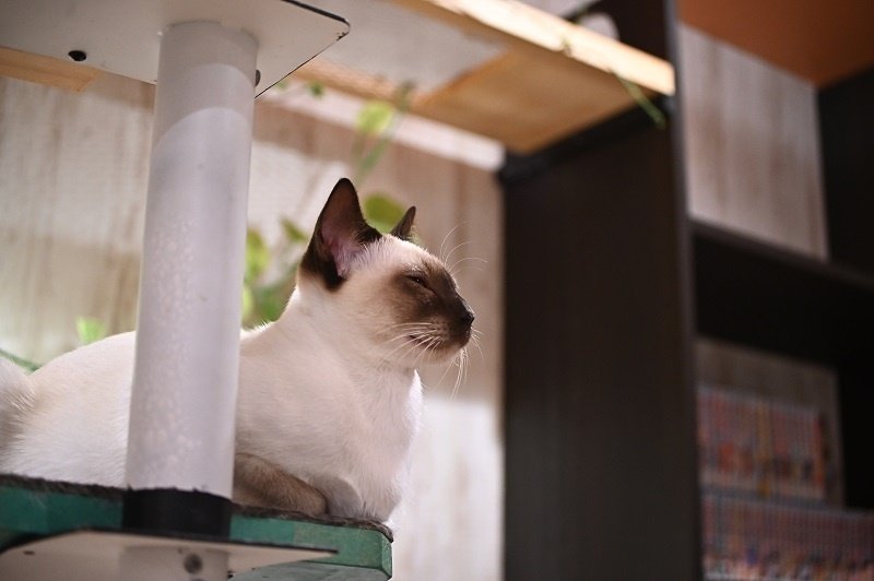 隠れマクロレンズ