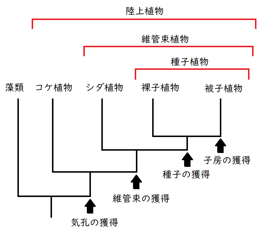 高校生物】系統と分類「地球にはどのような生物がいるのか