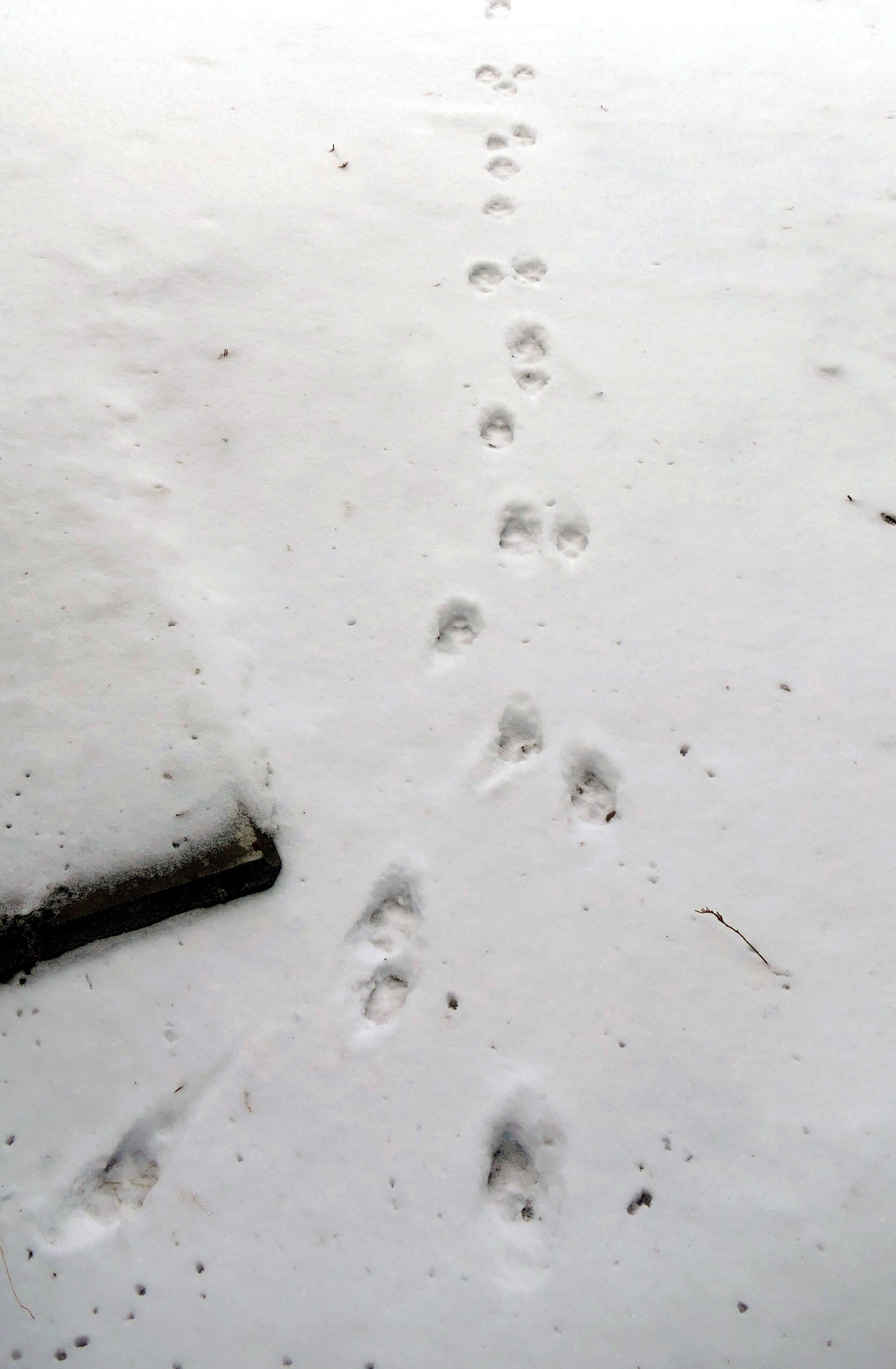 安曇野から発信する潤一博士の目】26～足跡も化石になる～｜絵本美術館