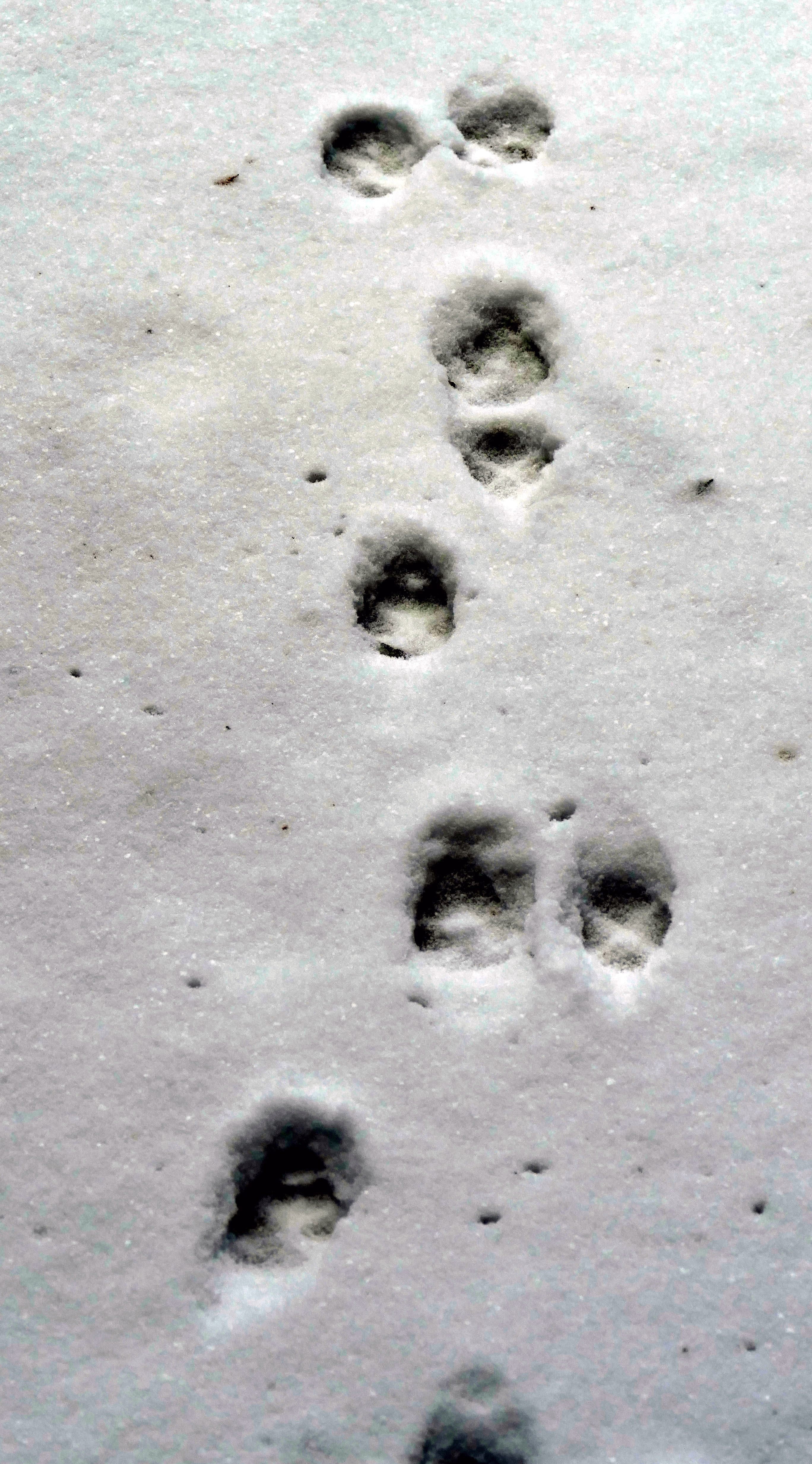 安曇野から発信する潤一博士の目】26～足跡も化石になる～｜絵本