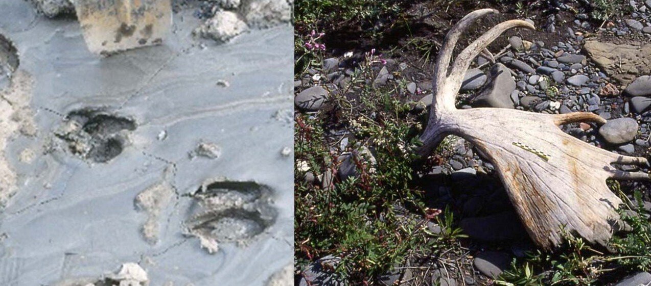 安曇野から発信する潤一博士の目】26～足跡も化石になる～｜絵本美術館