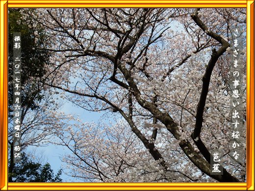 さまざまの事思い出す桜かな 芭蕉｜稲森如風