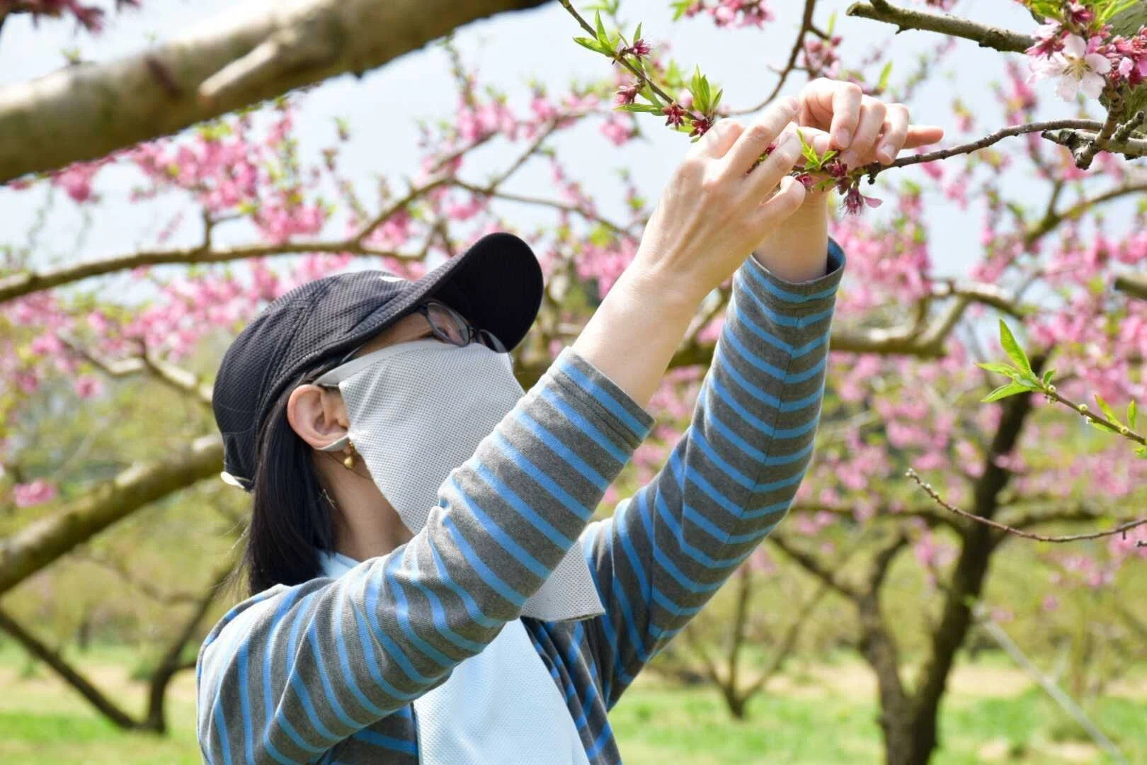 おいしいモノづくりシリーズ」桃の木オーナー2023／7つの楽しみ方
