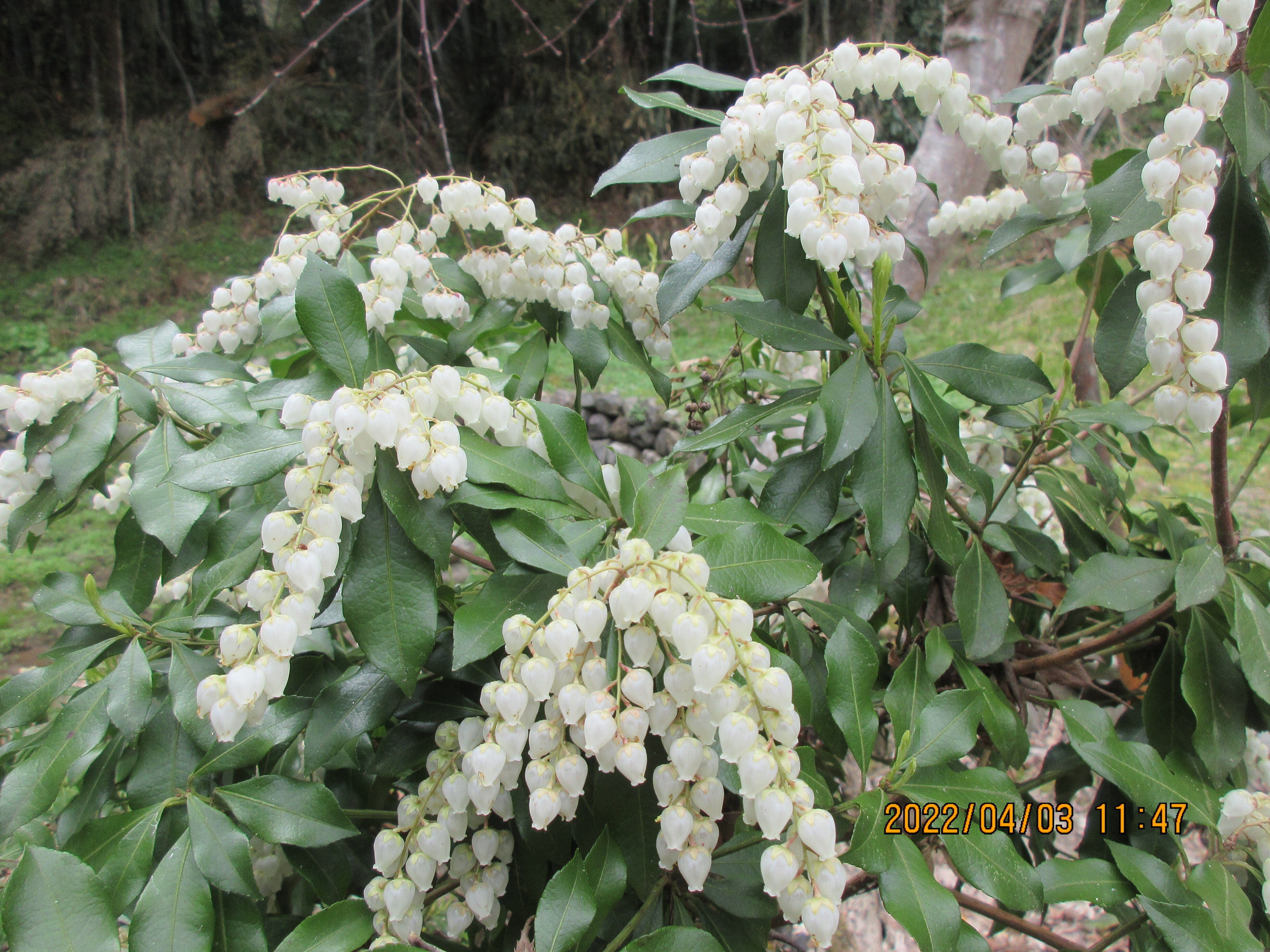 もうすぐ咲くアセビの白い花｜東近江トレイル探訪、繖山・箕作山