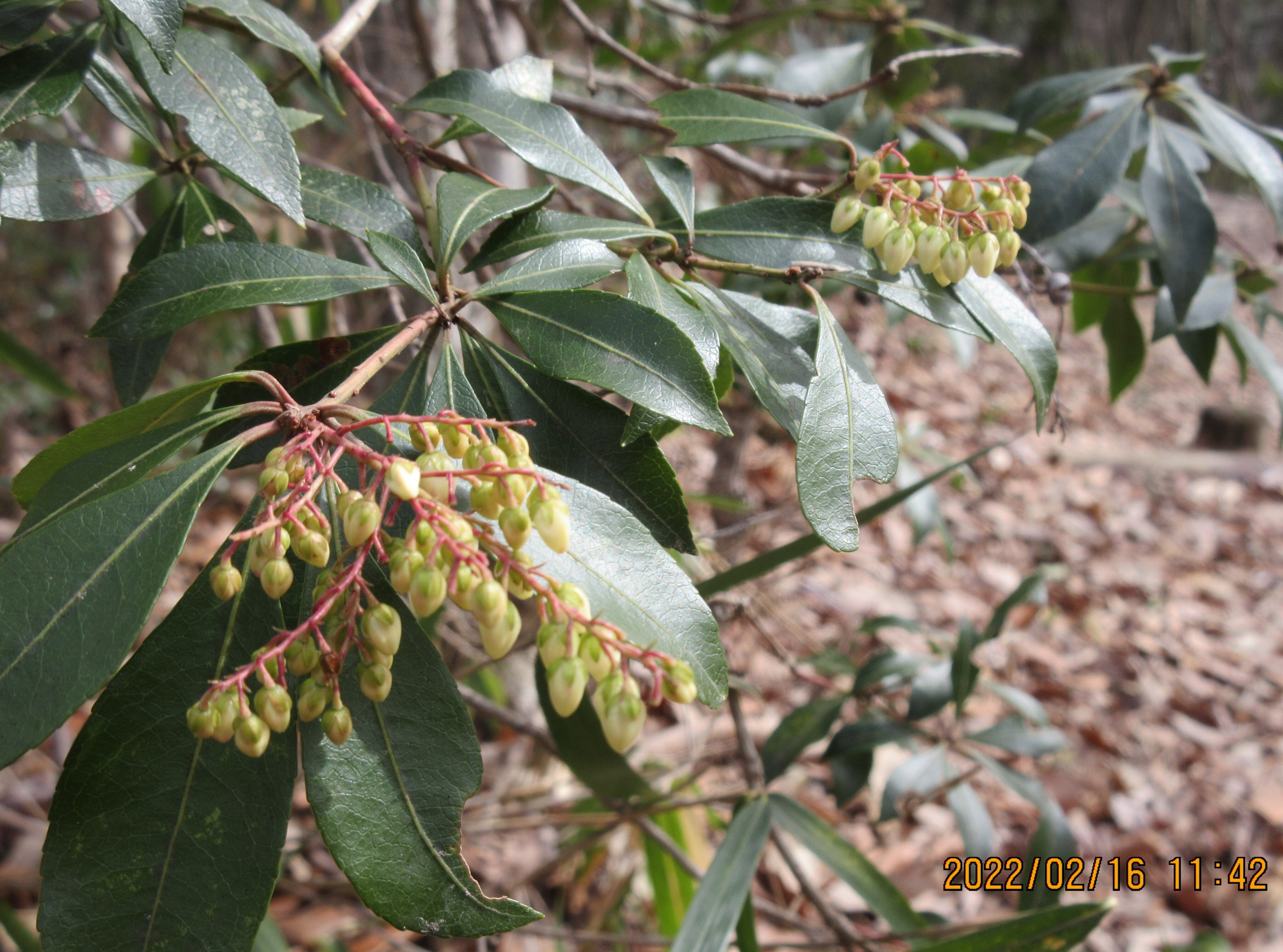 趣深く。。山採りアセビ。 趣深く。。山採りアセビ。 山採り自然樹形春一番に咲くアセビ 花 2023